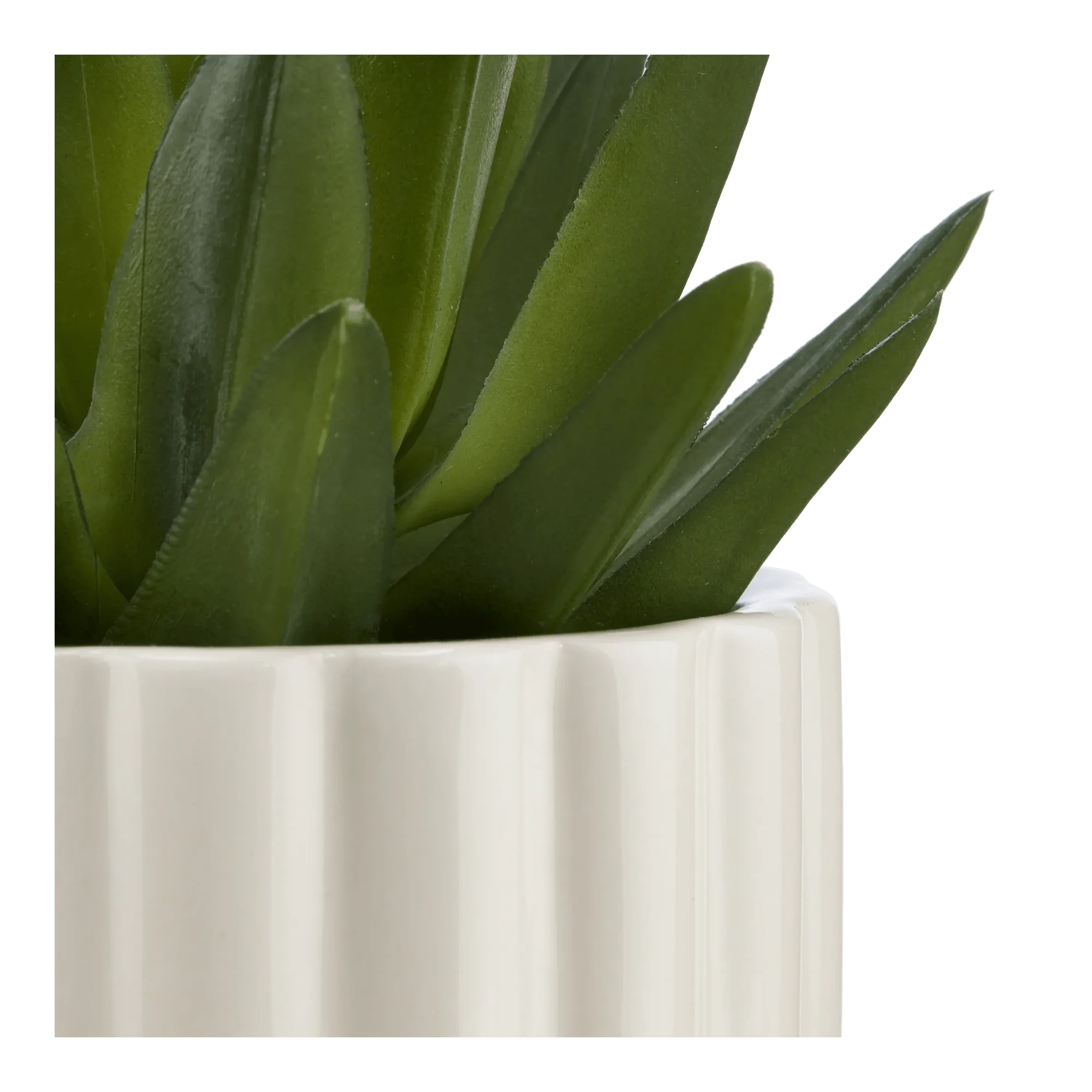 Agave in Pot - Image 2