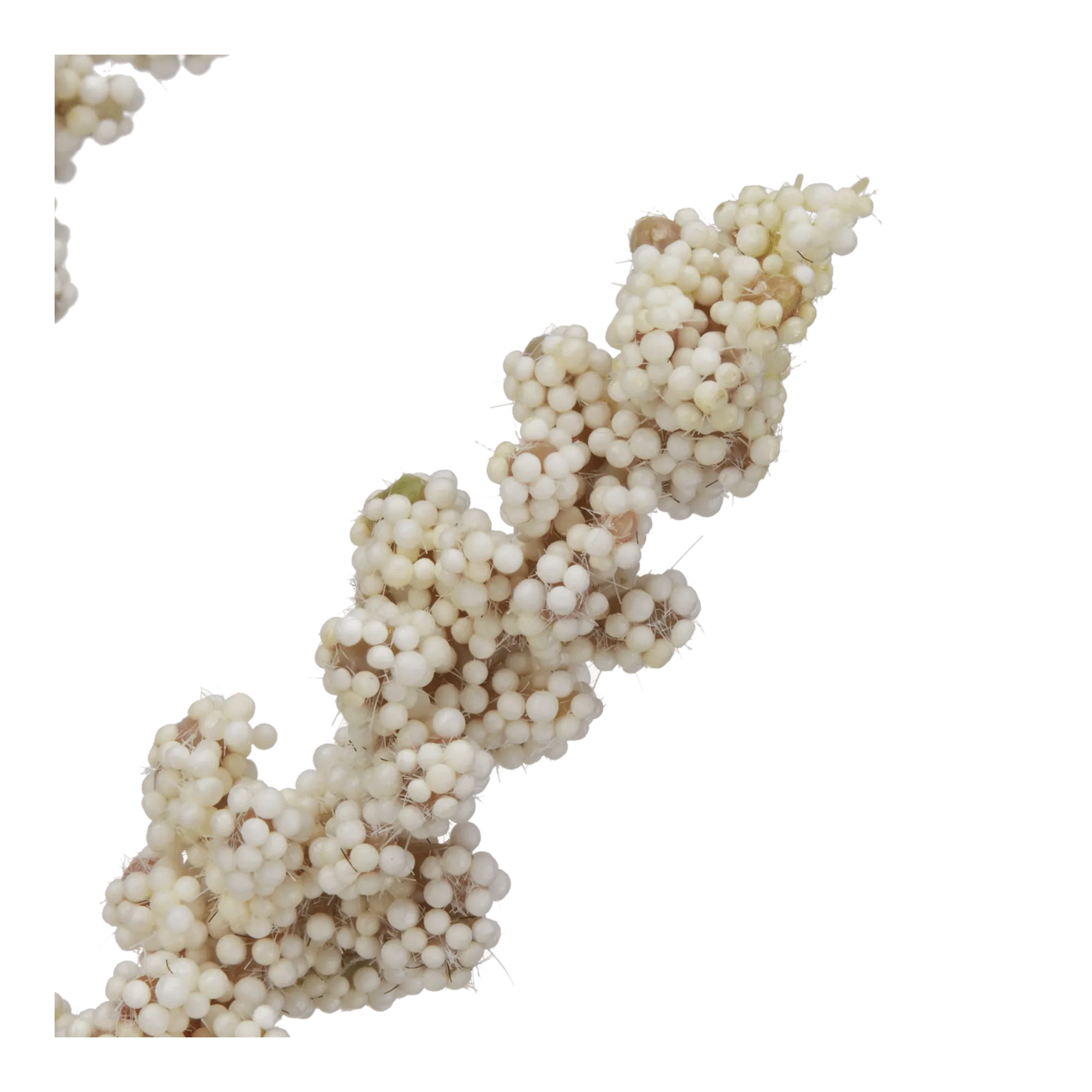 Amaranth Stems in Glass Vase - Image 2