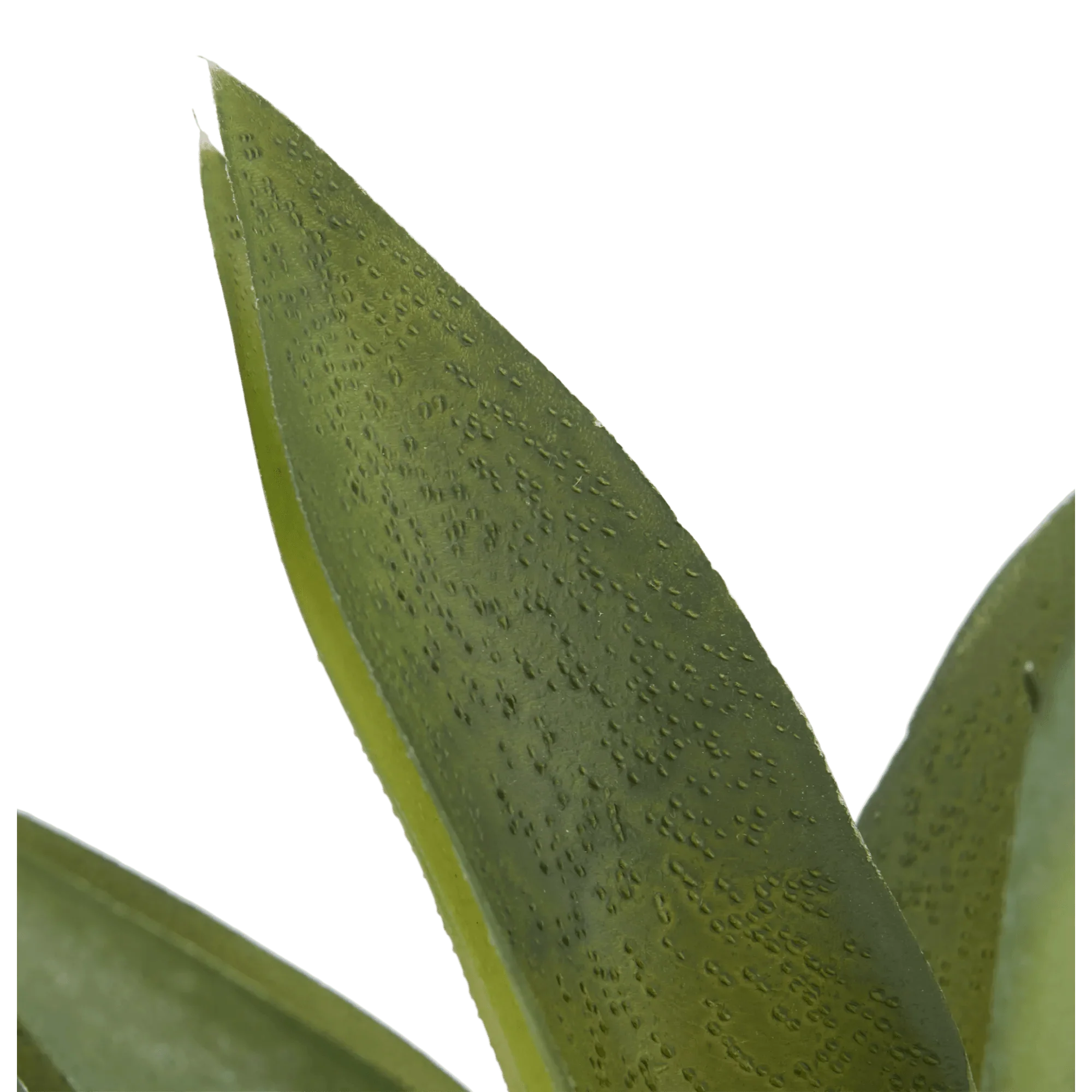 Artificial Cast-Iron Plant in White Speckled Pot - Image 5