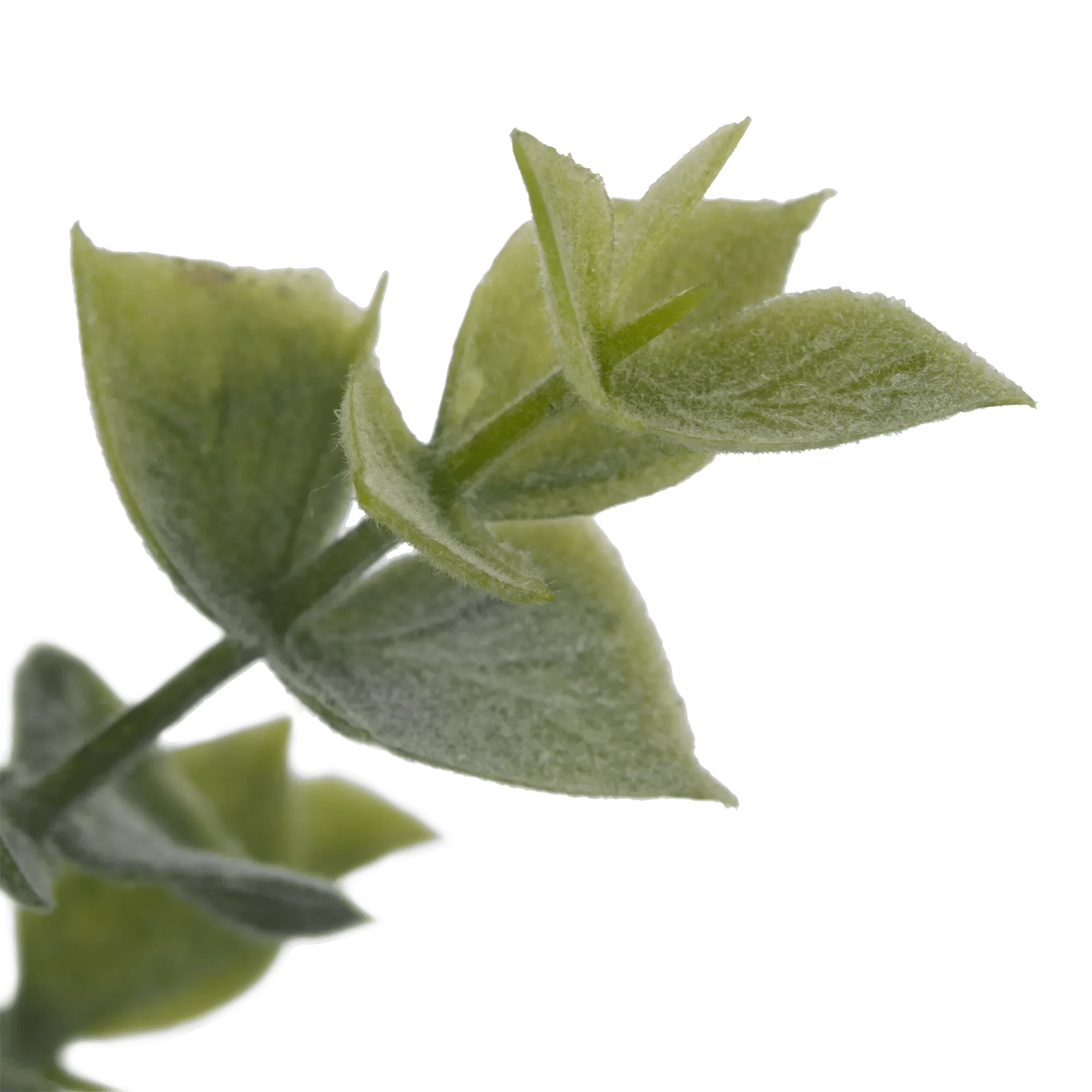 Artificial Eucalyptus in Ceramic Pot - Image 3