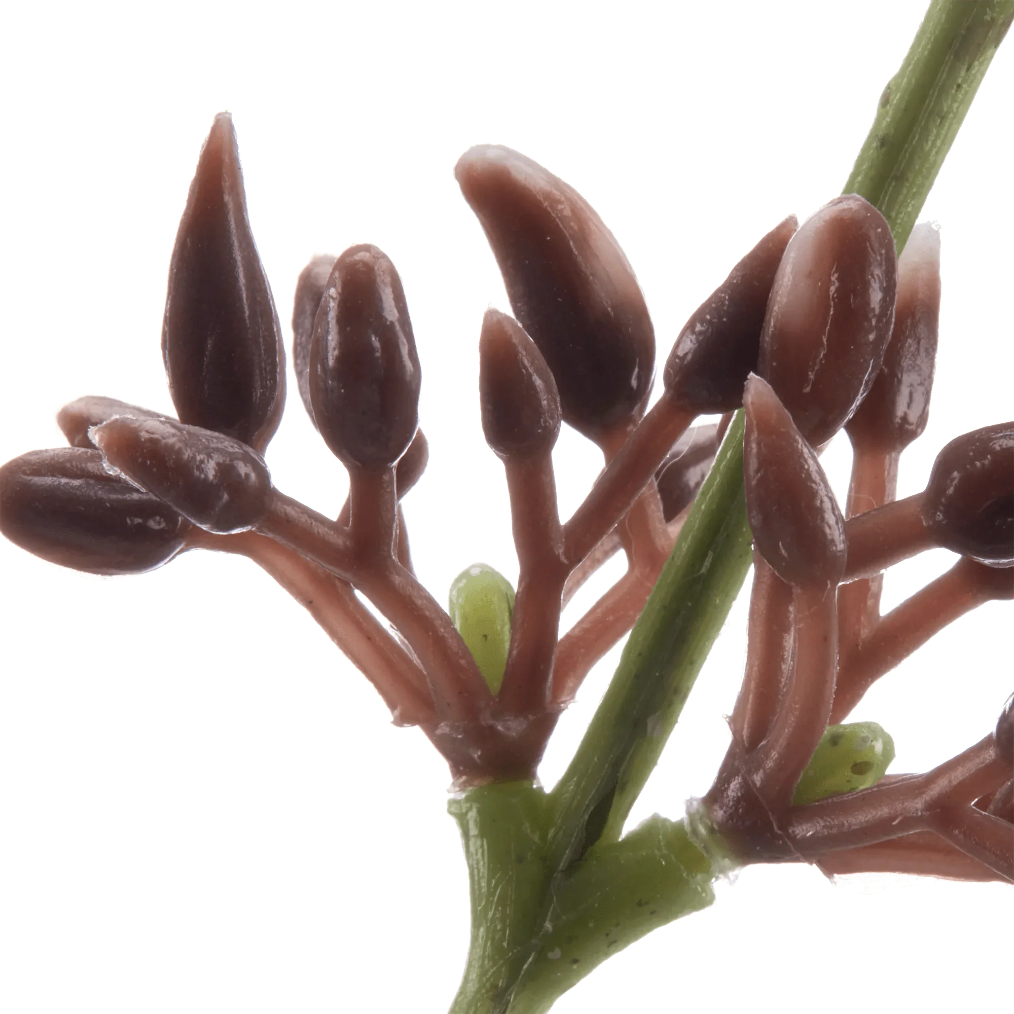 Artificial Eucalyptus Stem - Image 3