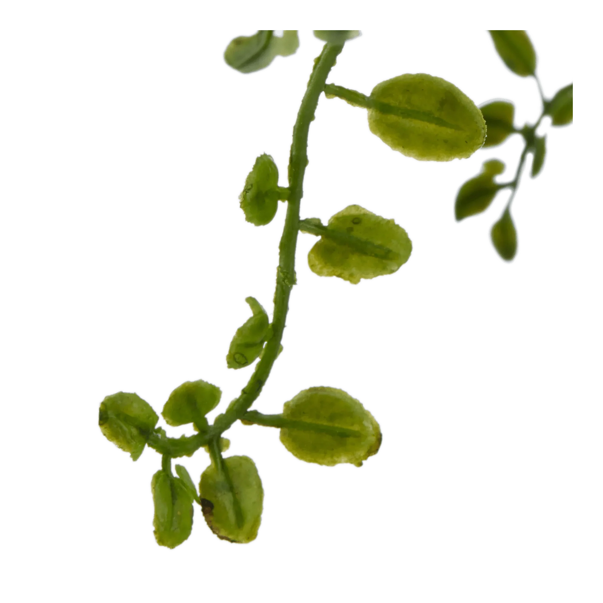 Artificial Fern - Image 3