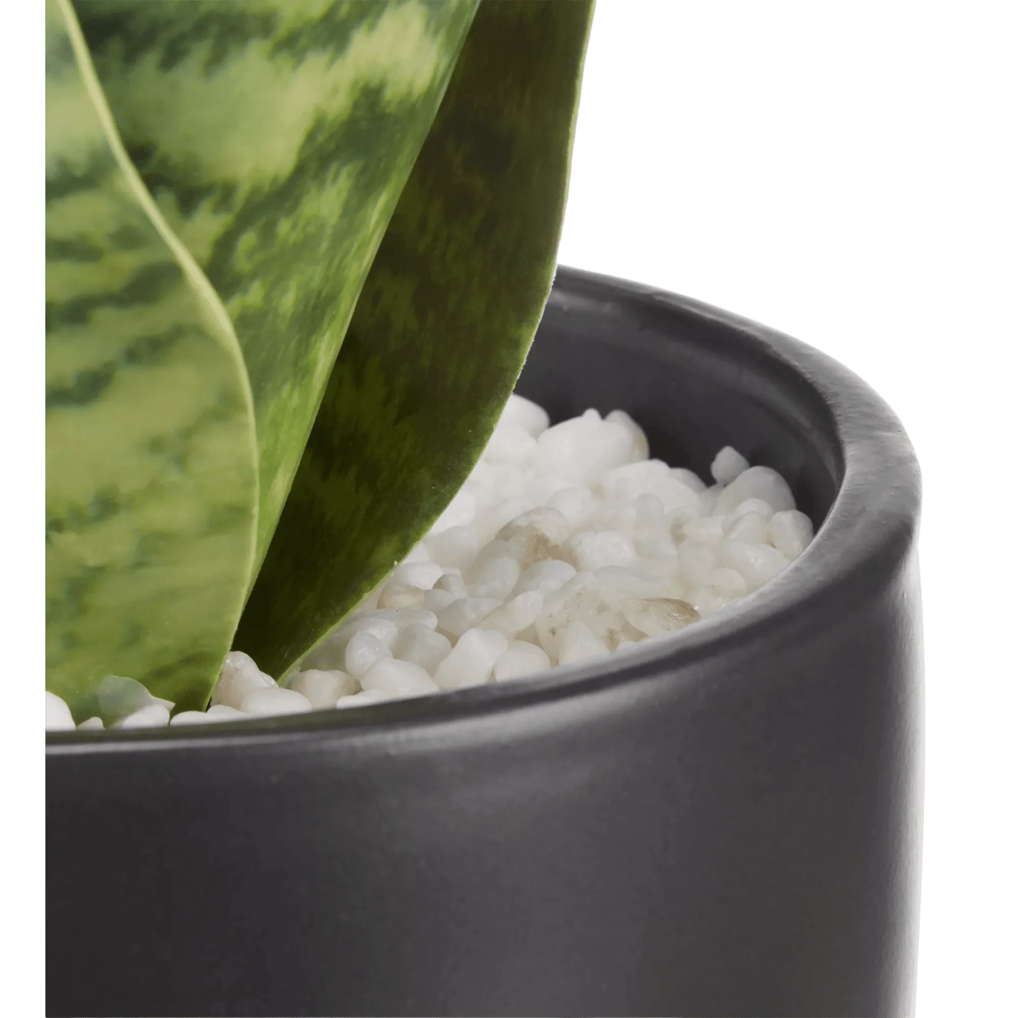 Artificial Plant in Black Matte Ceramic Pot - Image 4