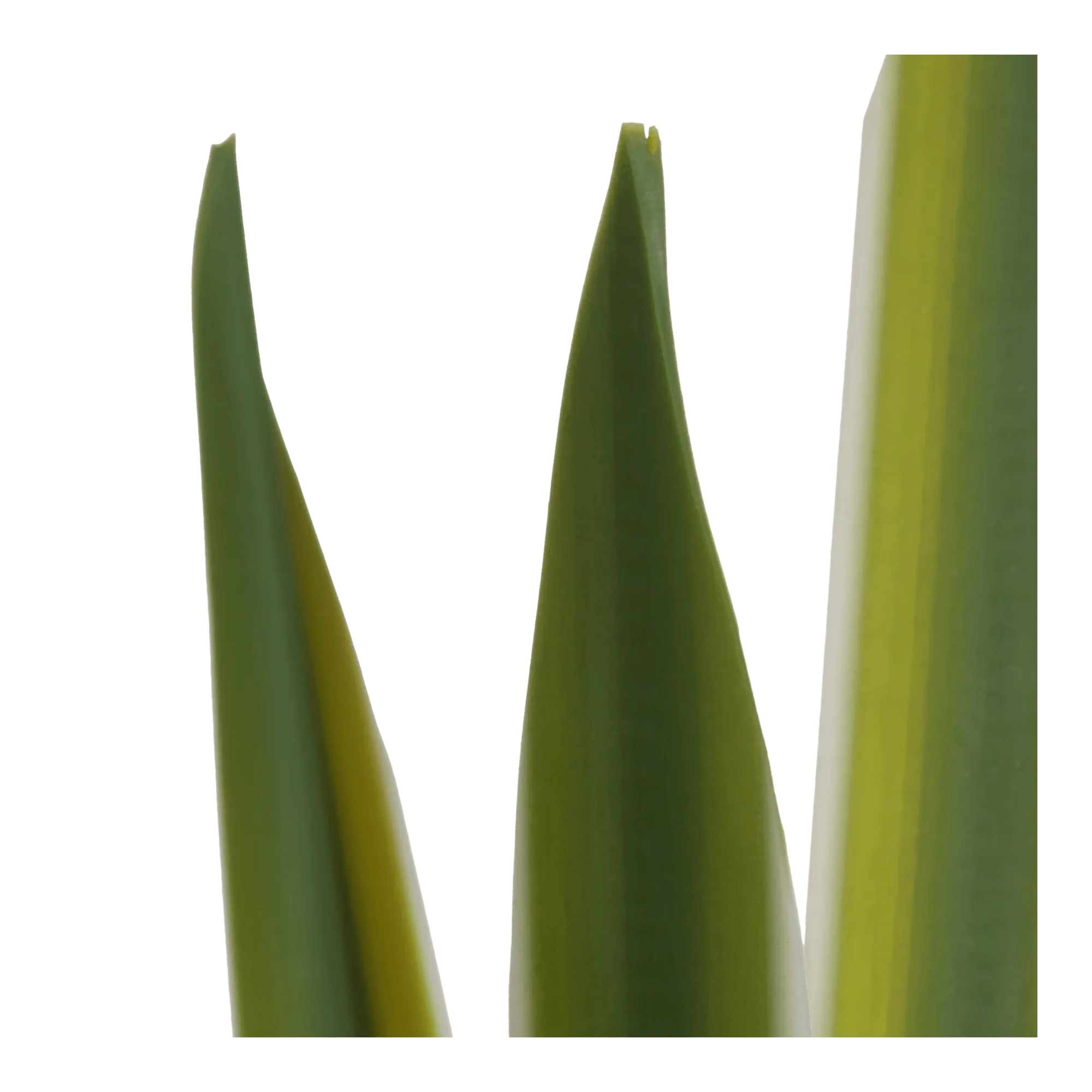Artificial Yucca Leaf in Ceramic Pot - Image 3