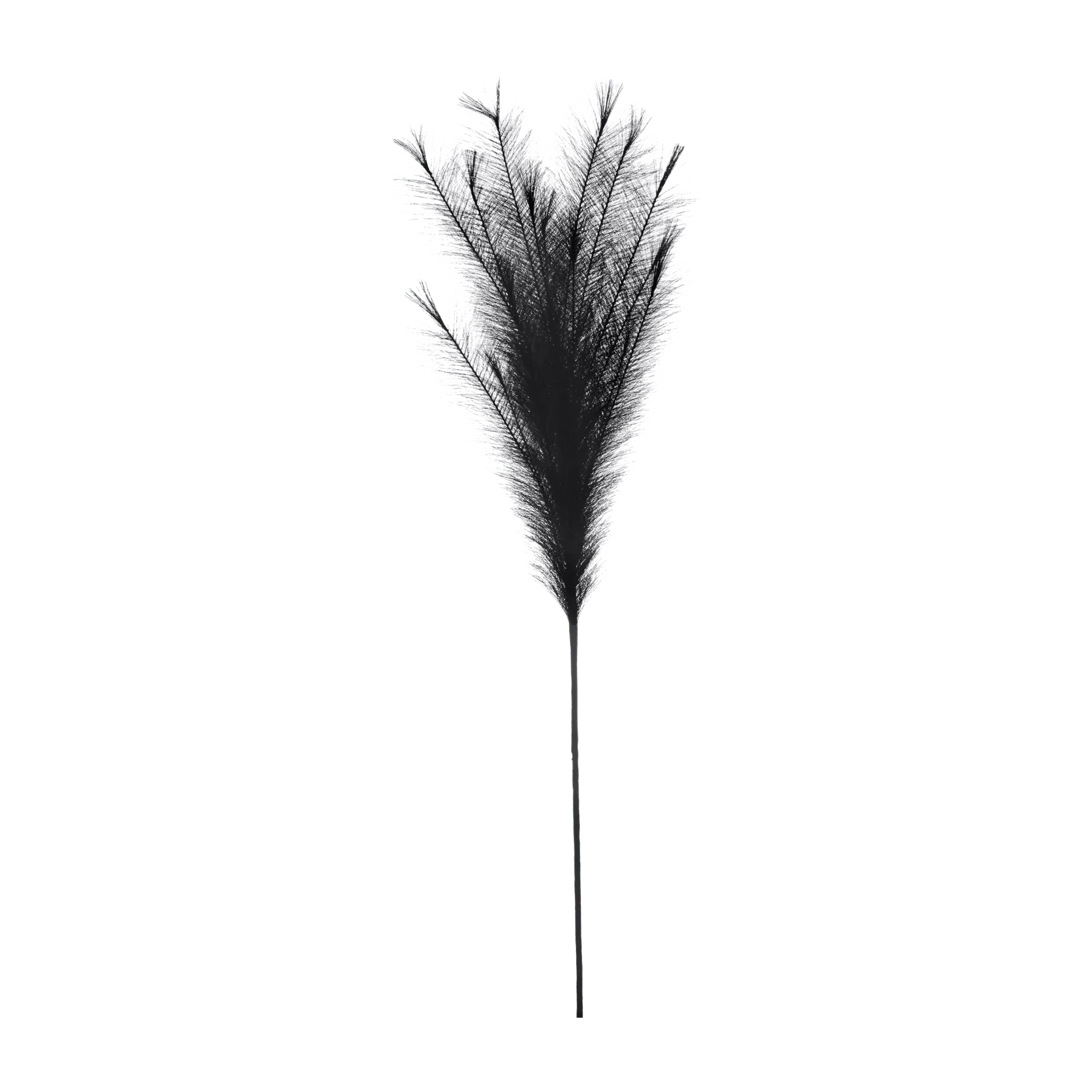Black Pampas Stem
