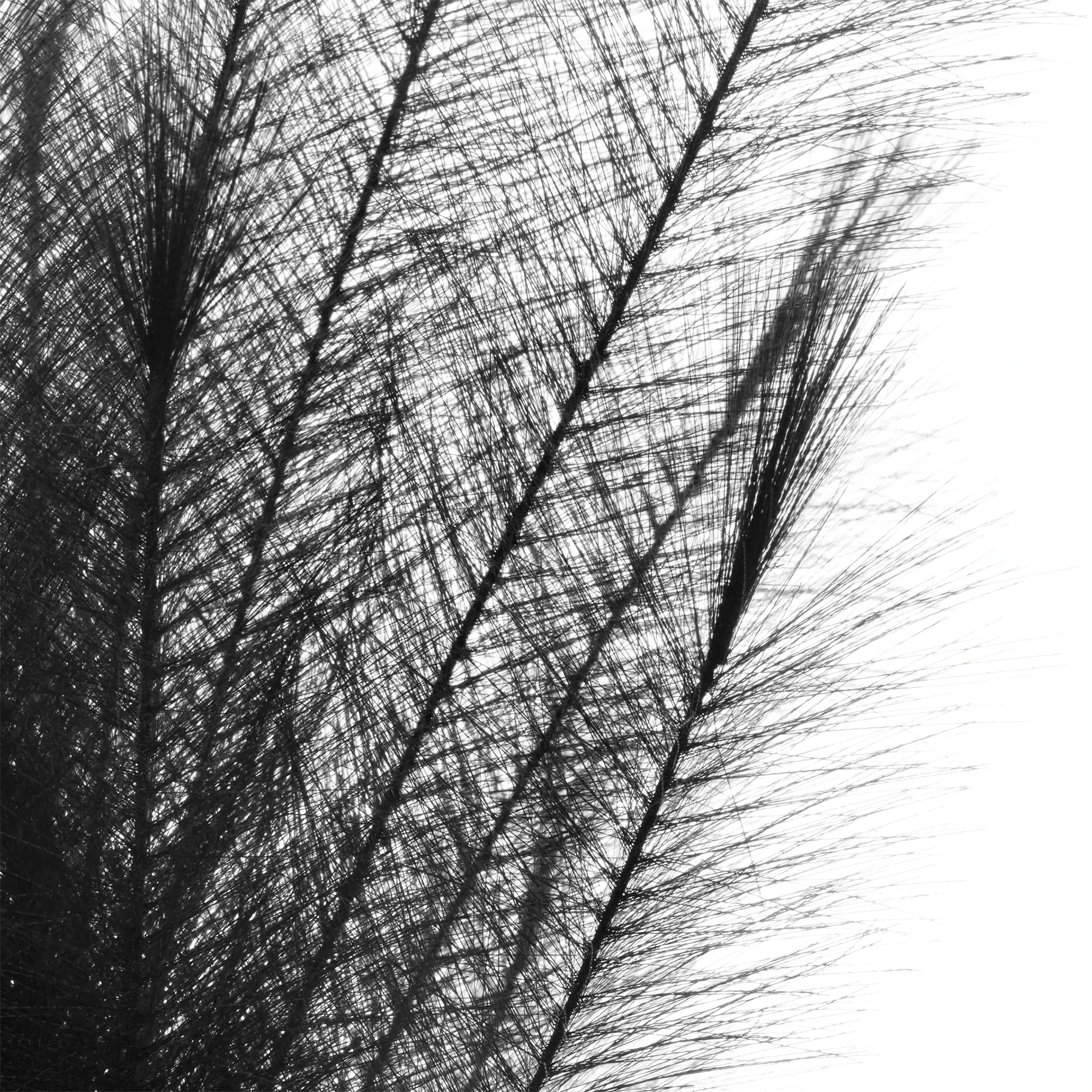 Black Pampas Stem - Image 2