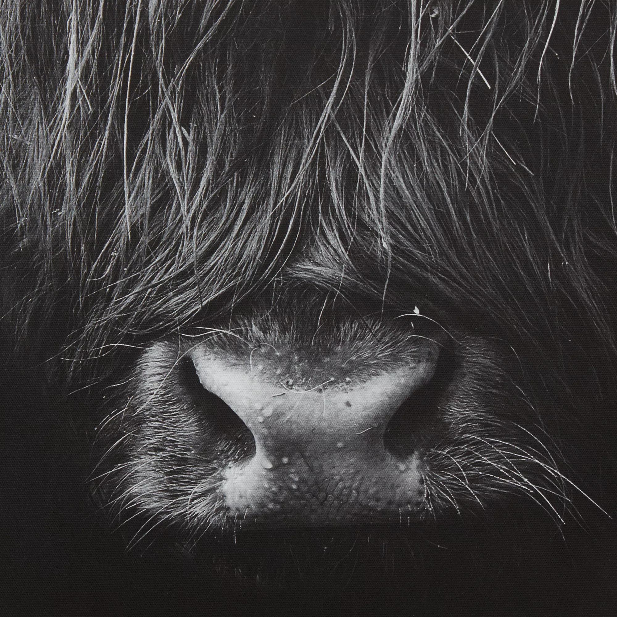 Black & White Highland Cow Printed Canvas - Image 2