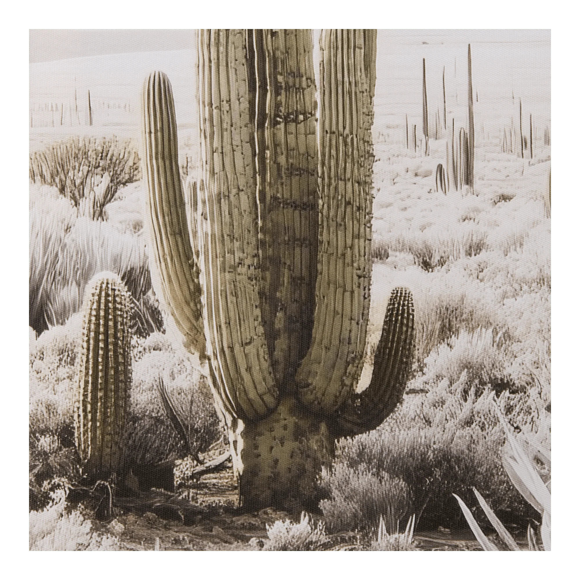 Cactus Printed Framed Canvas - Image 2