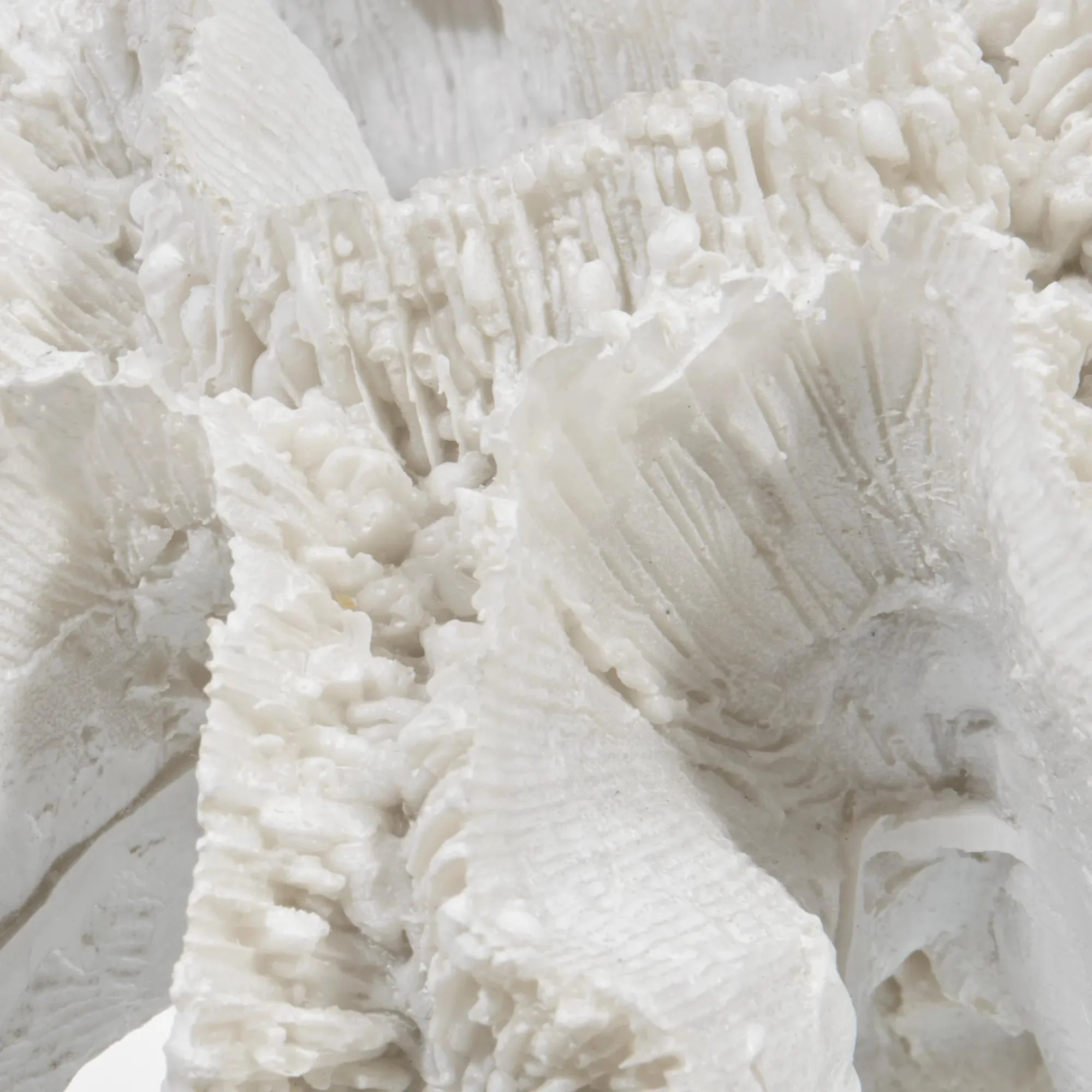 Decorative Coral - Image 3