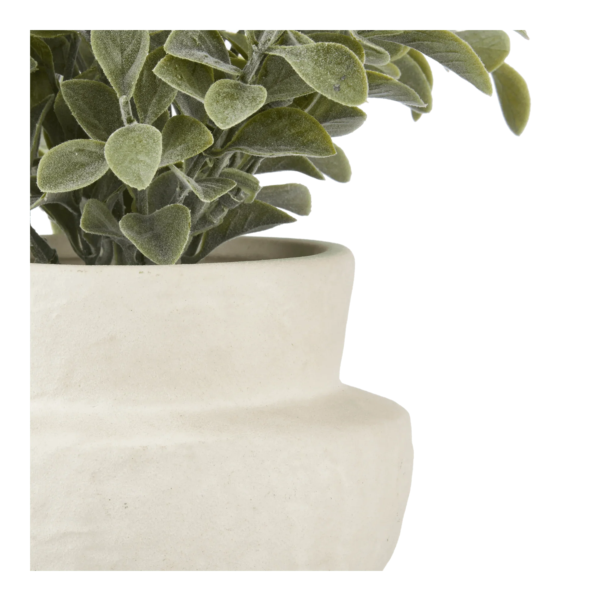 Eucalyptus Leaf Potted Plant - Image 2