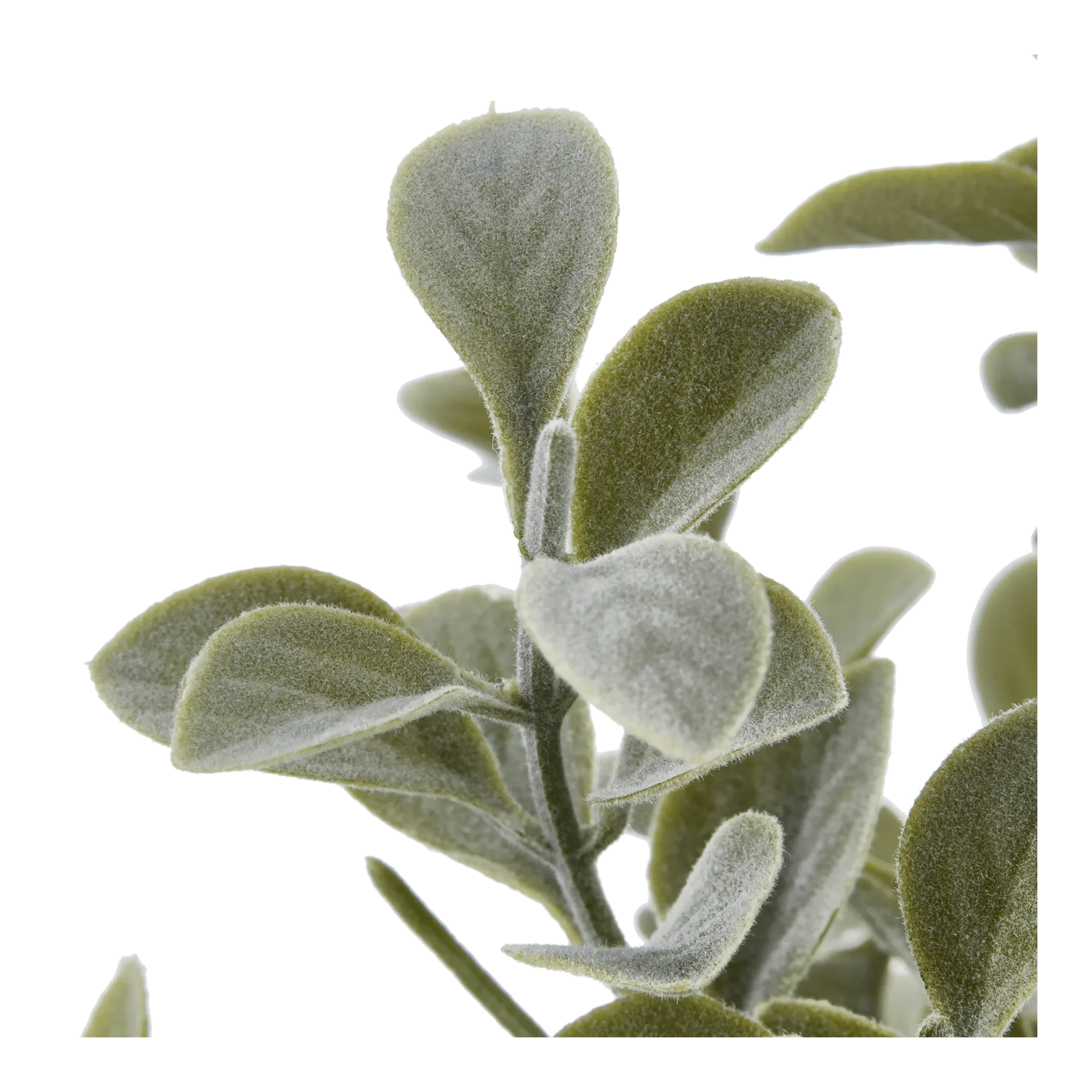 Eucalyptus Leaf Potted Plant - Image 3