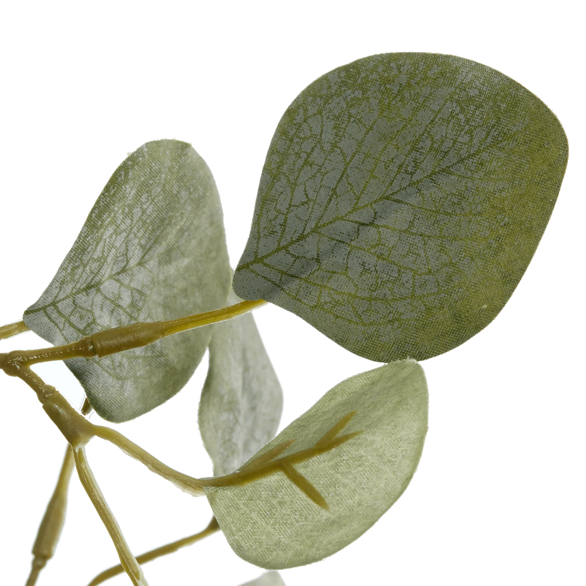 Eucalyptus Tree - Image 3