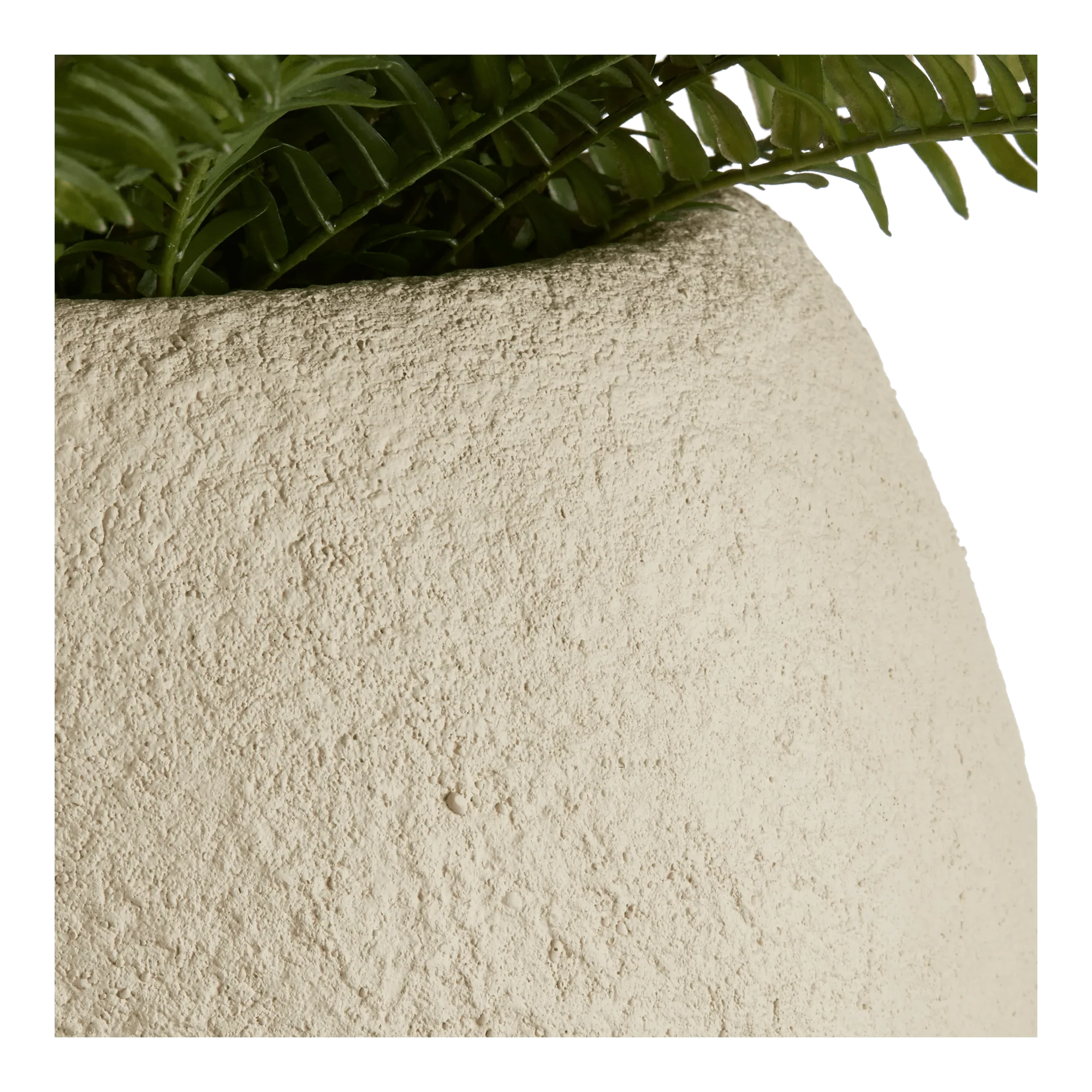 Fern in Textured Ceramic Pot - Image 2