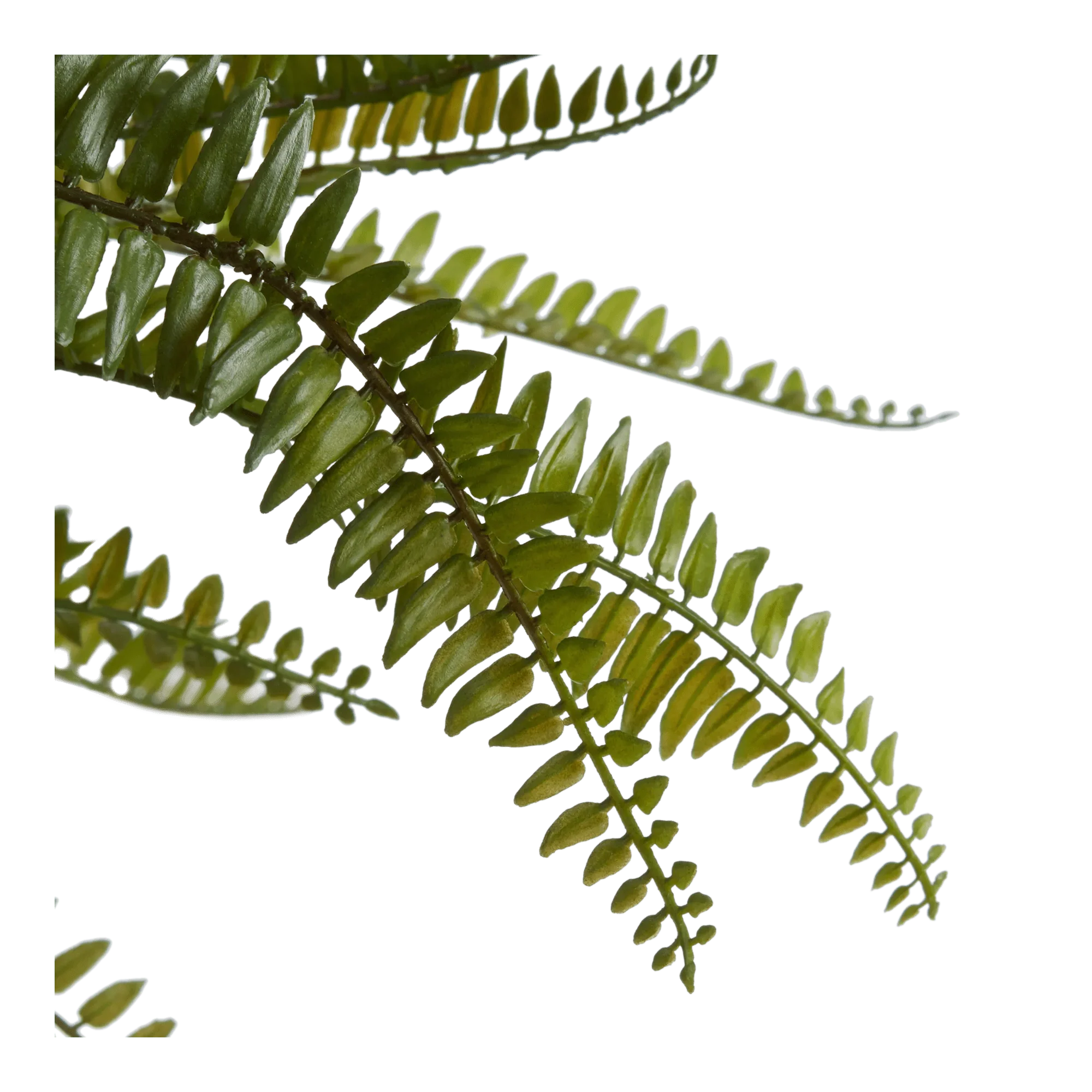 Fern in Textured Ceramic Pot - Image 3