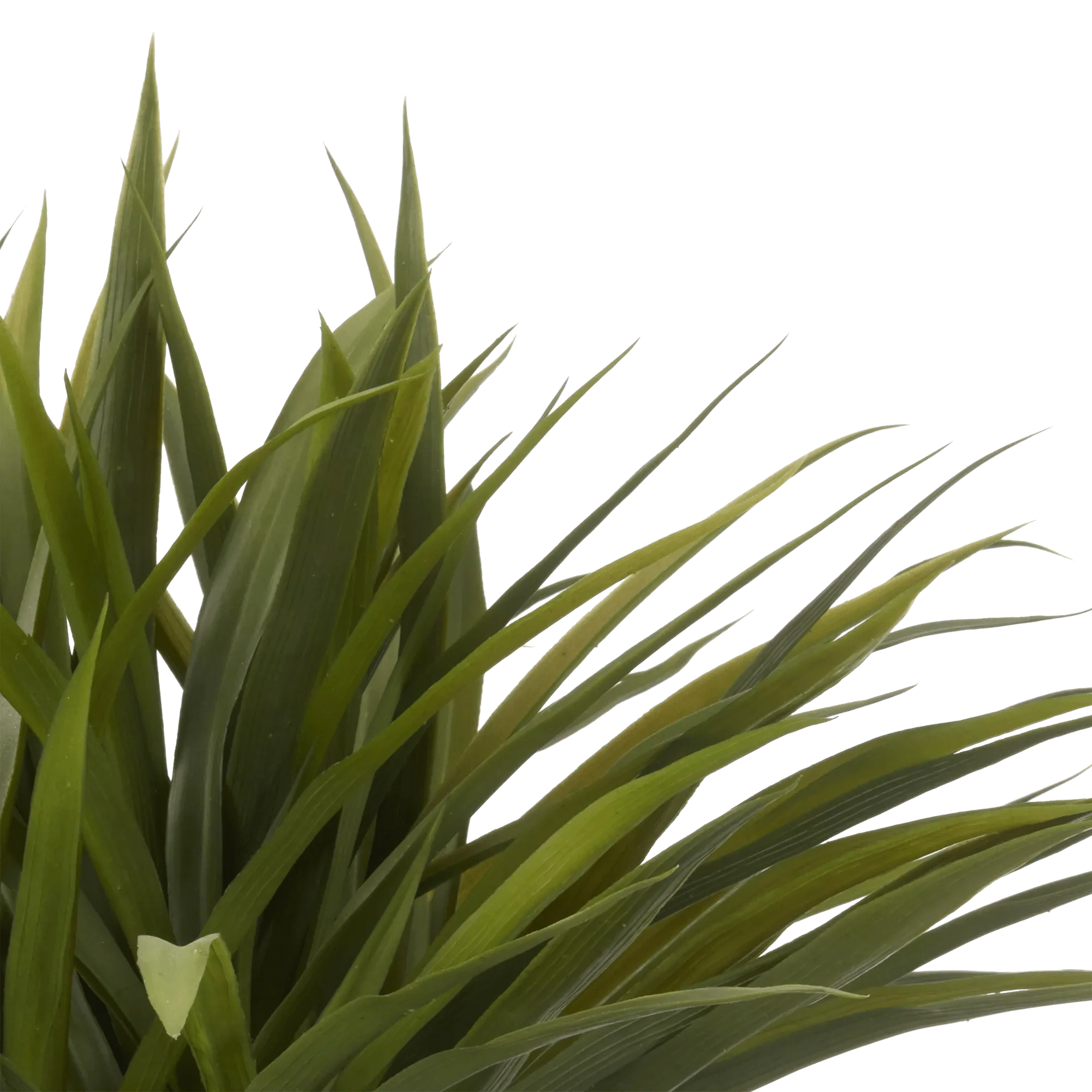 Grass in Ceramic Pot - Image 2