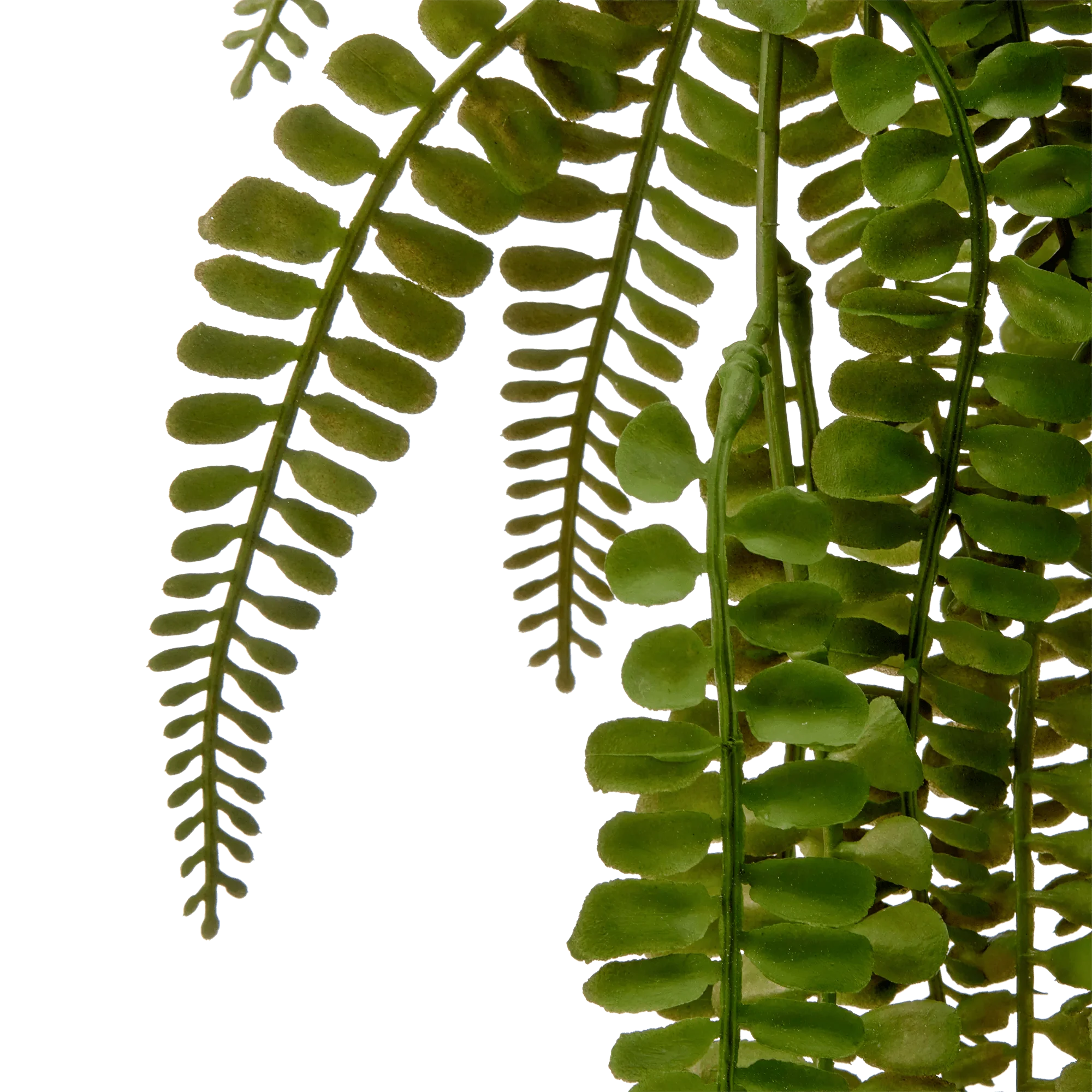 Hanging Fern - Image 2