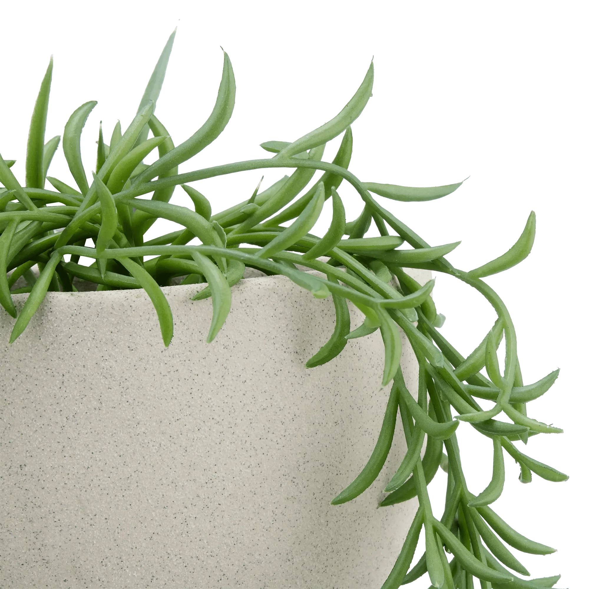 Hanging Vine in Ceramic Pot - Image 2