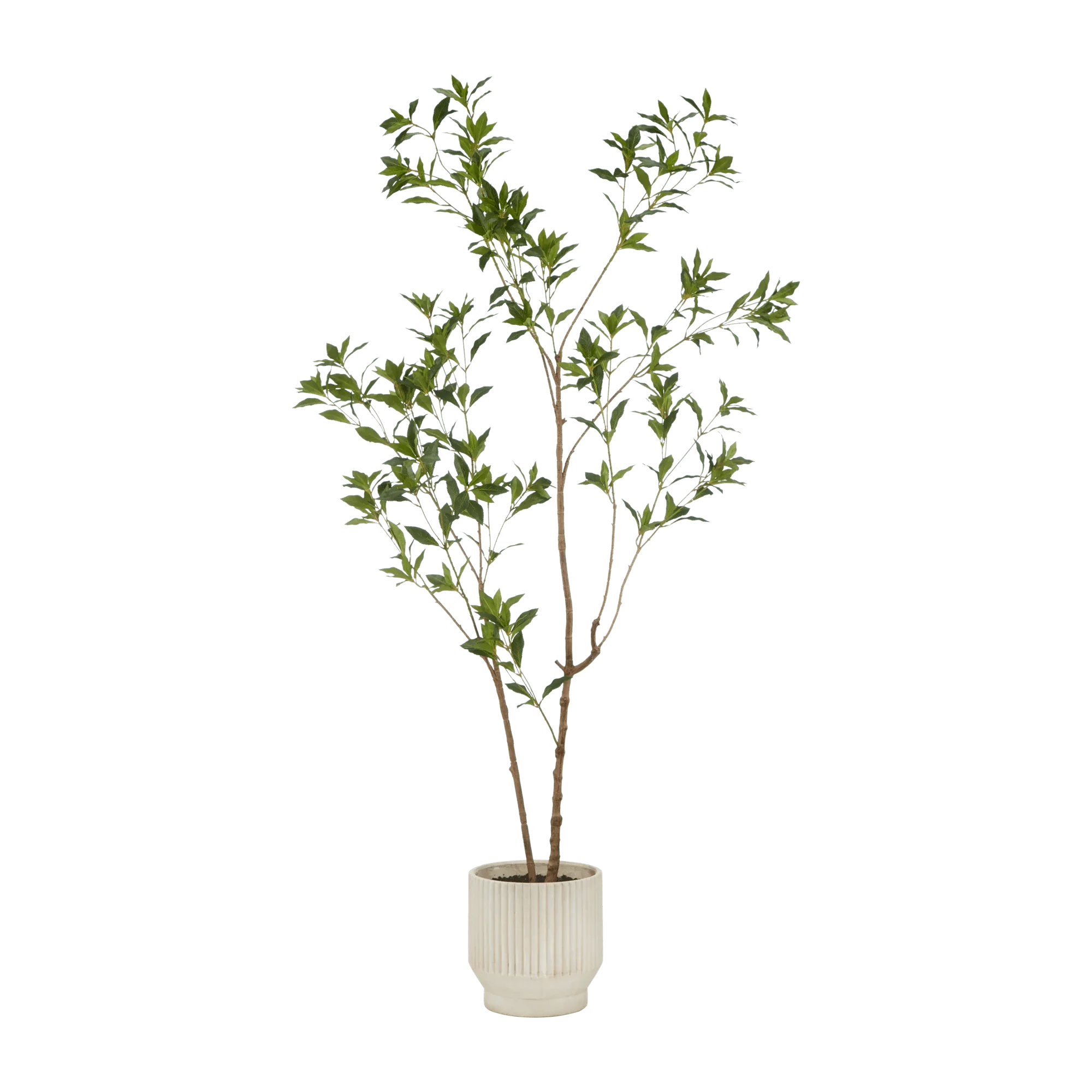 Japanese Pieris Tree