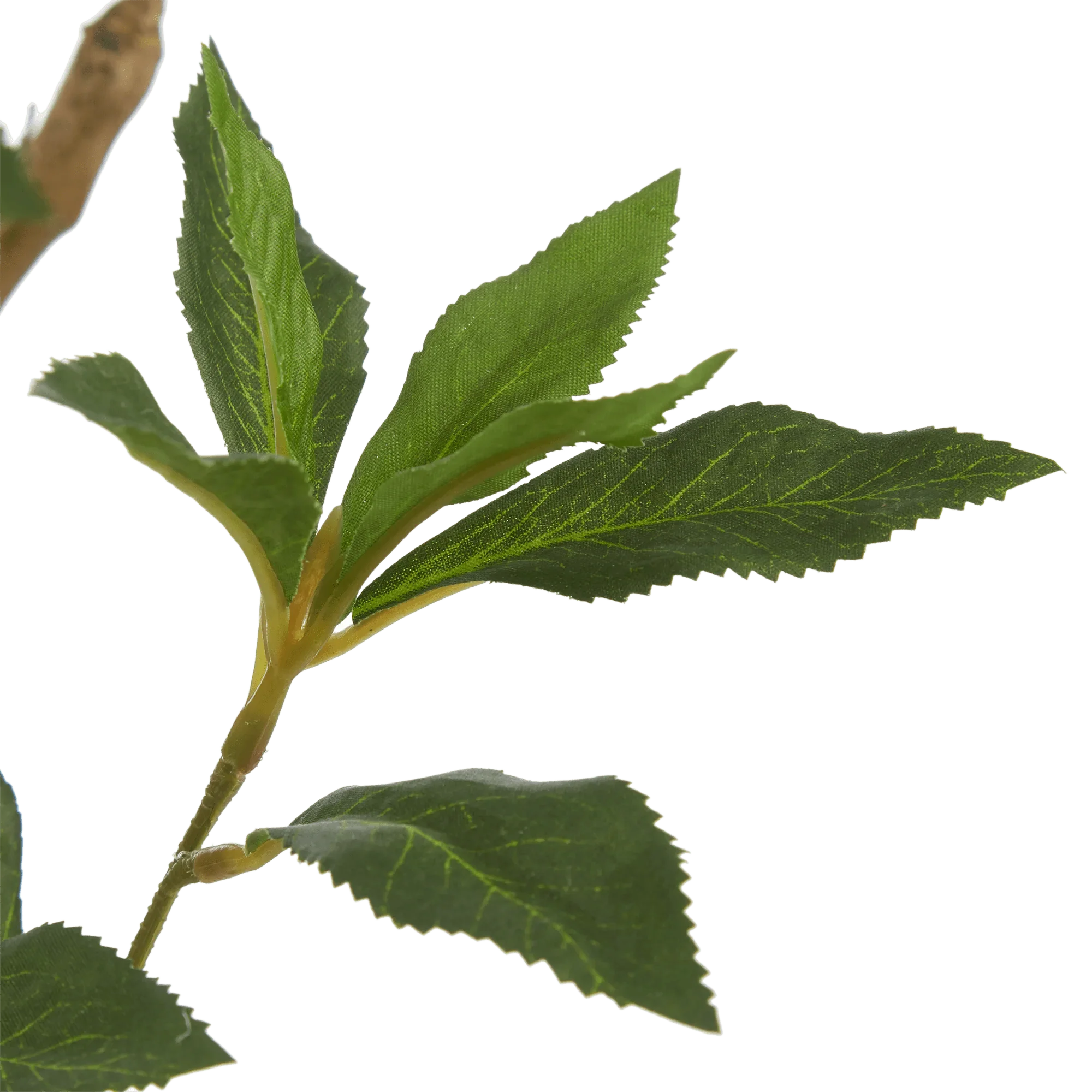 Japanese Pieris Tree - Image 3