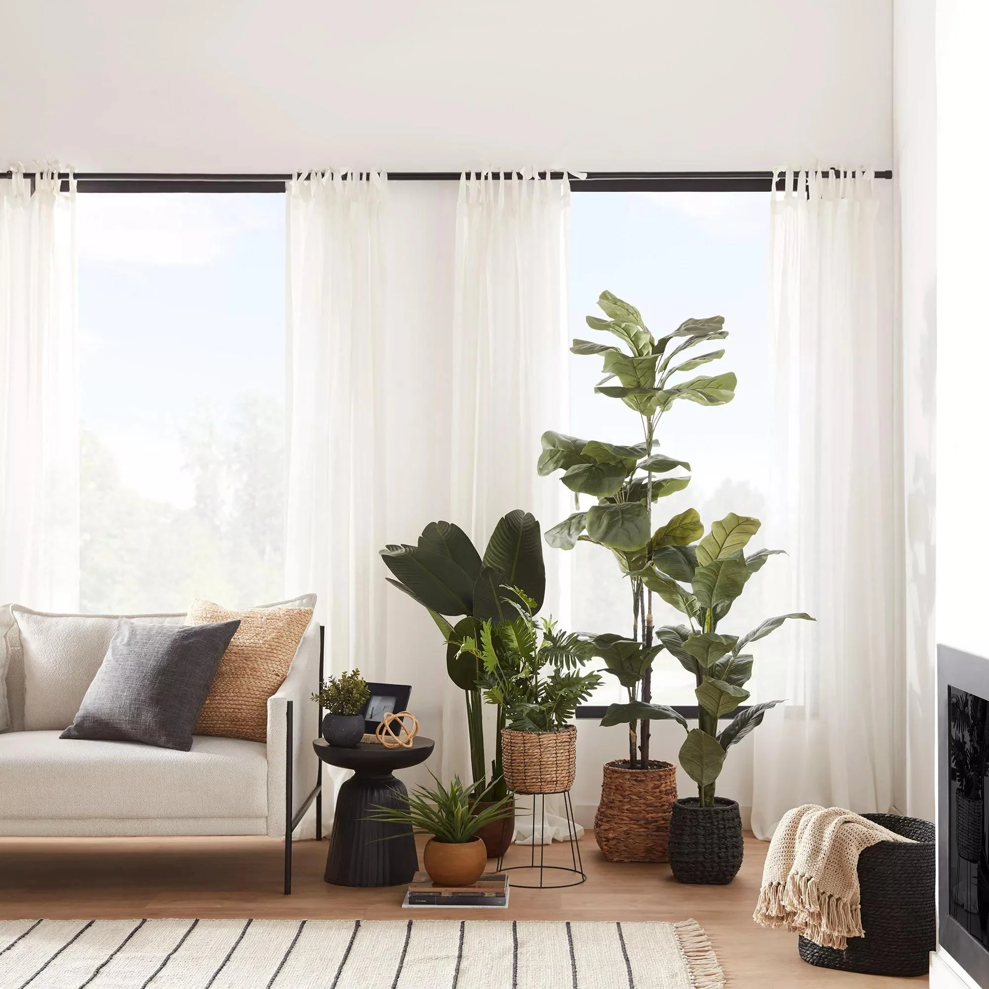 Large  Ficus in Black Rattan Pot - Image 2