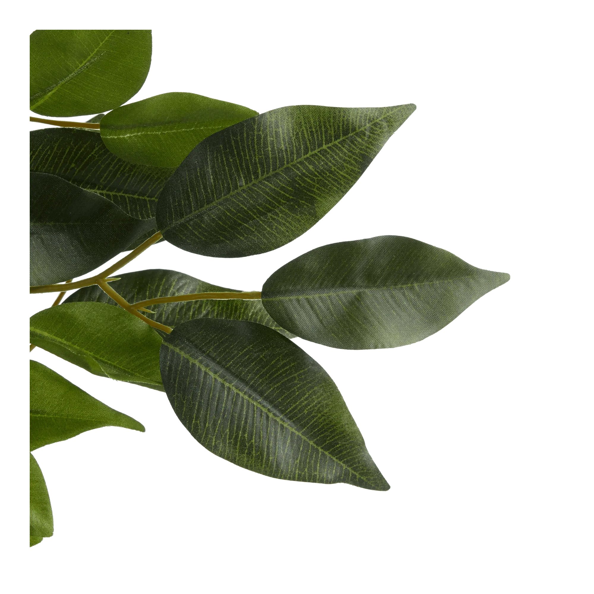 Large Ficus in Cement Pot - Image 2
