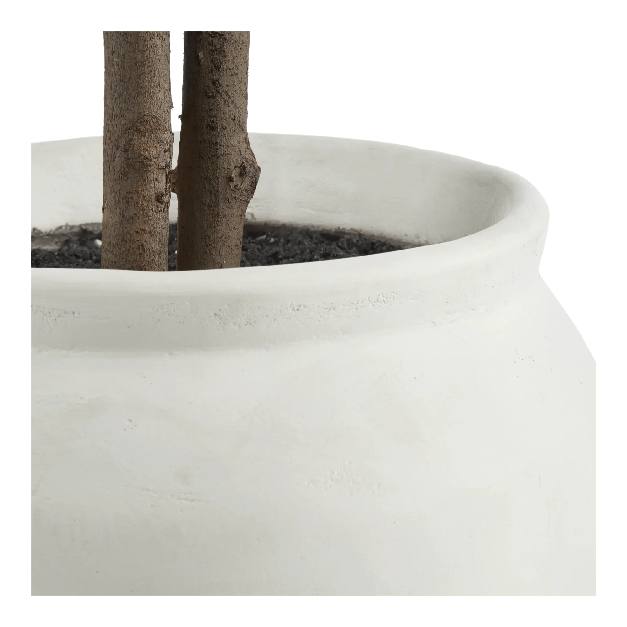 Large Ficus in Cement Pot - Image 3