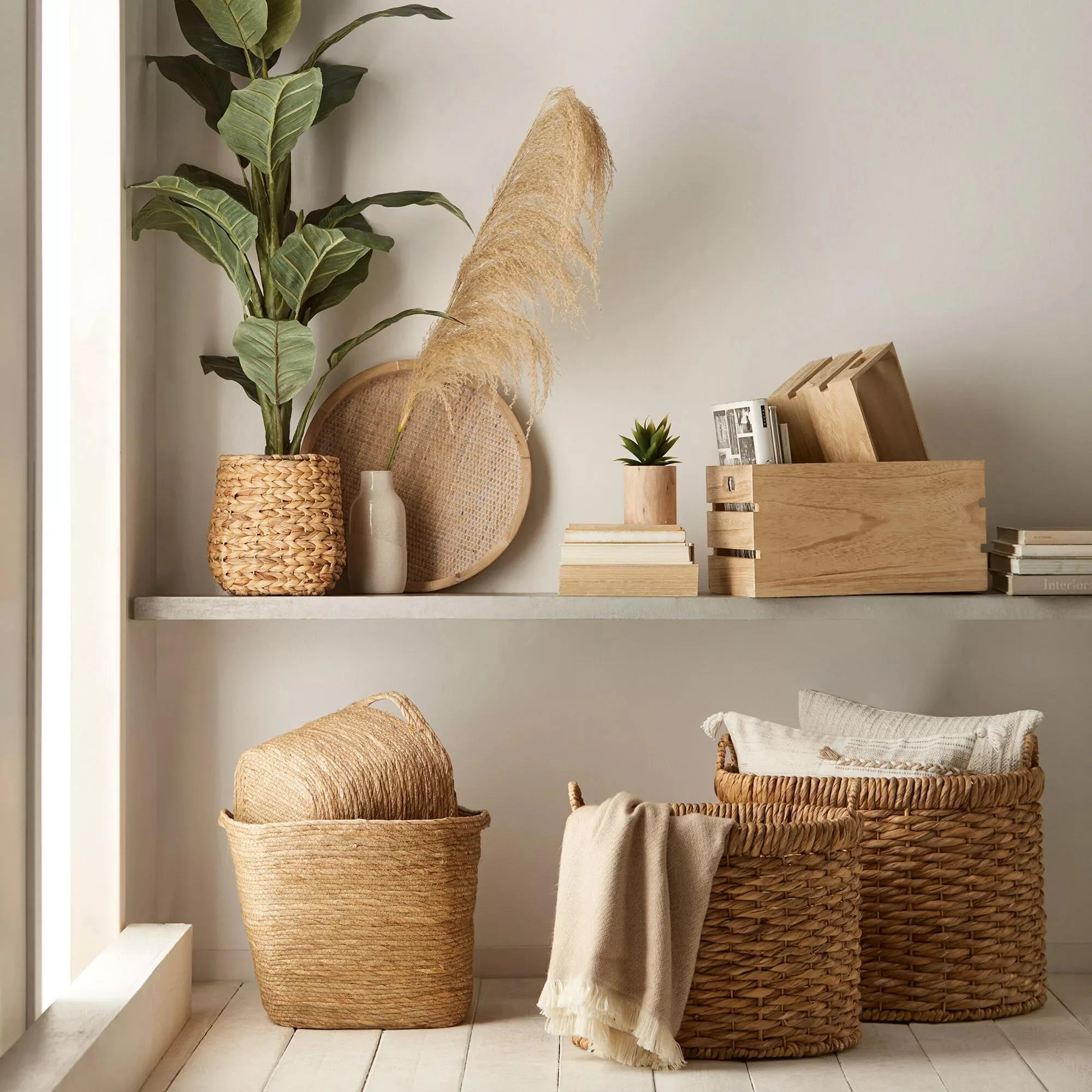 Large Ficus in Rattan Pot - Image 3