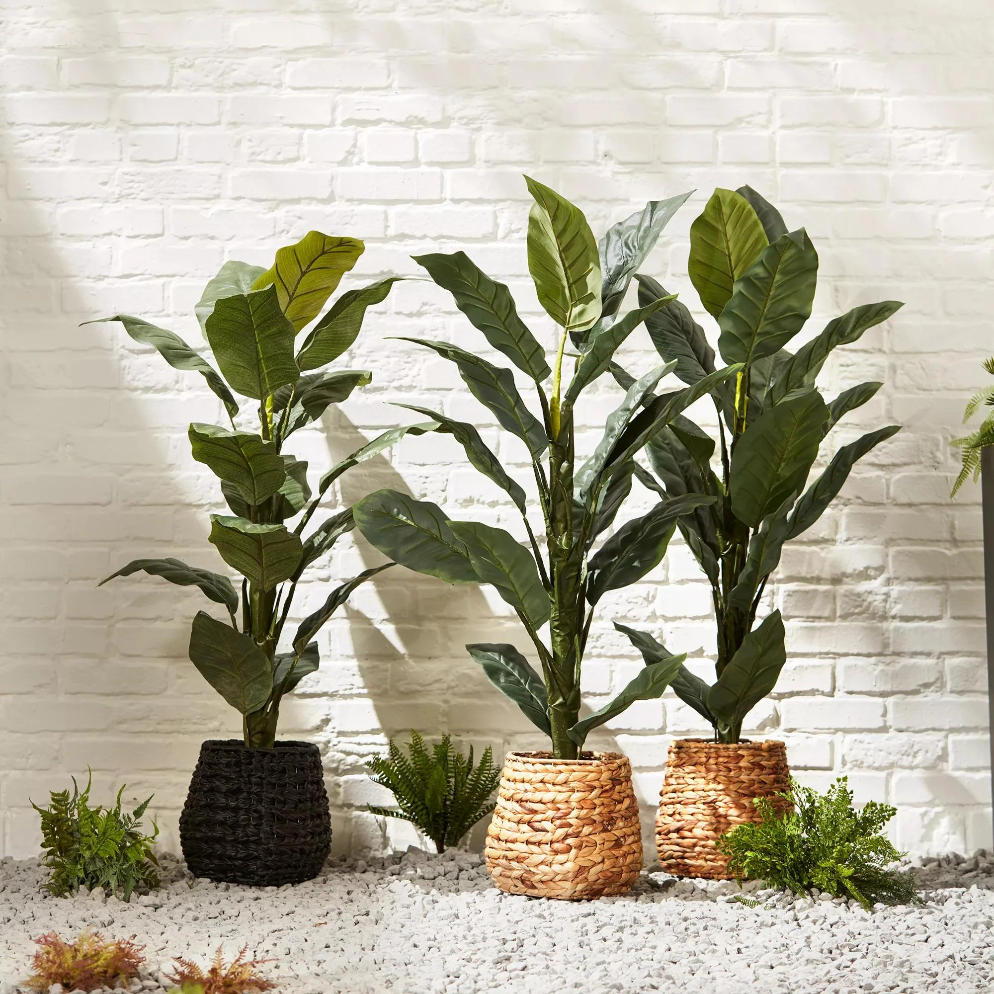 Large Ficus in Rattan Pot - Image 6