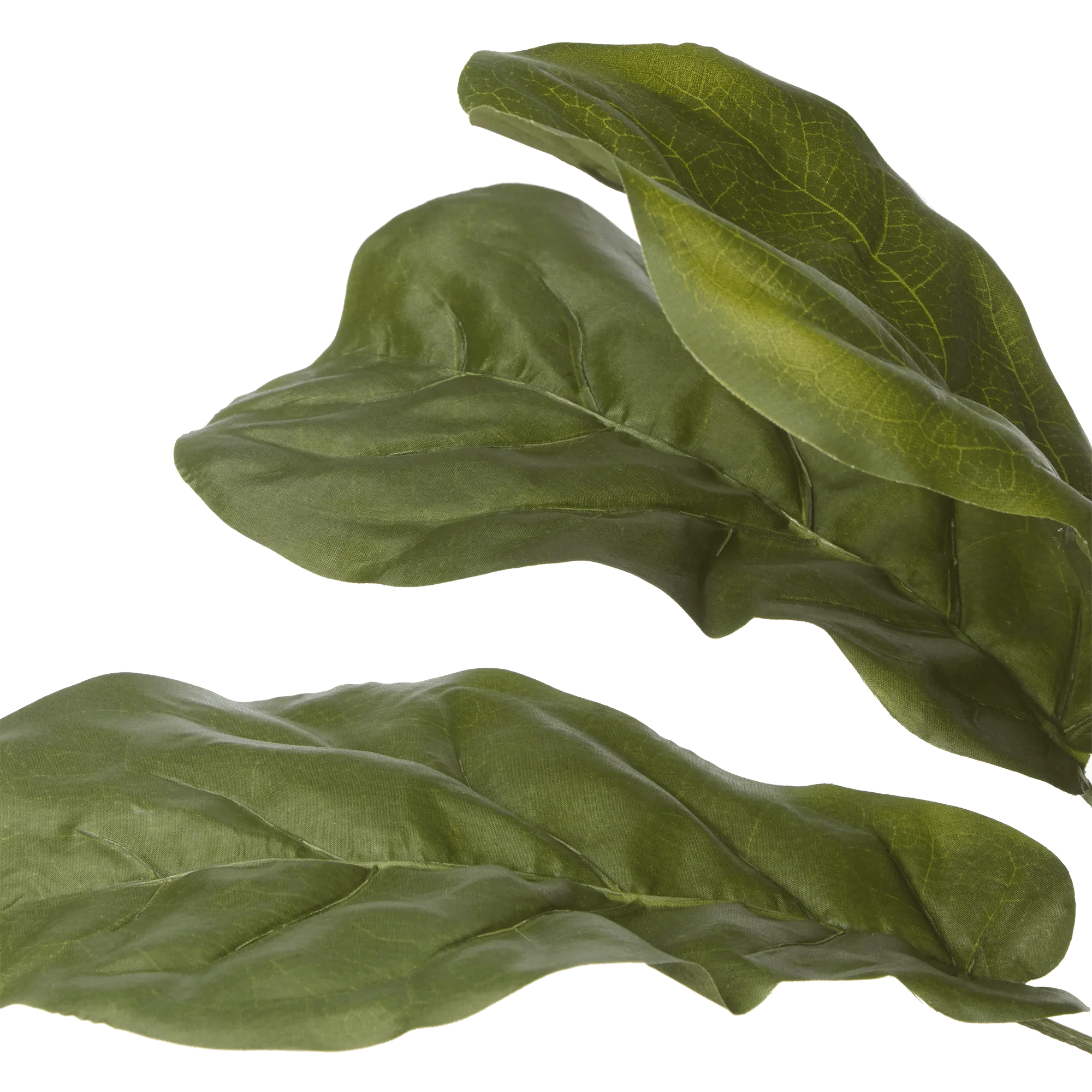 Large Fiddle-Leaf Fig Potted Floor Plant - Image 5