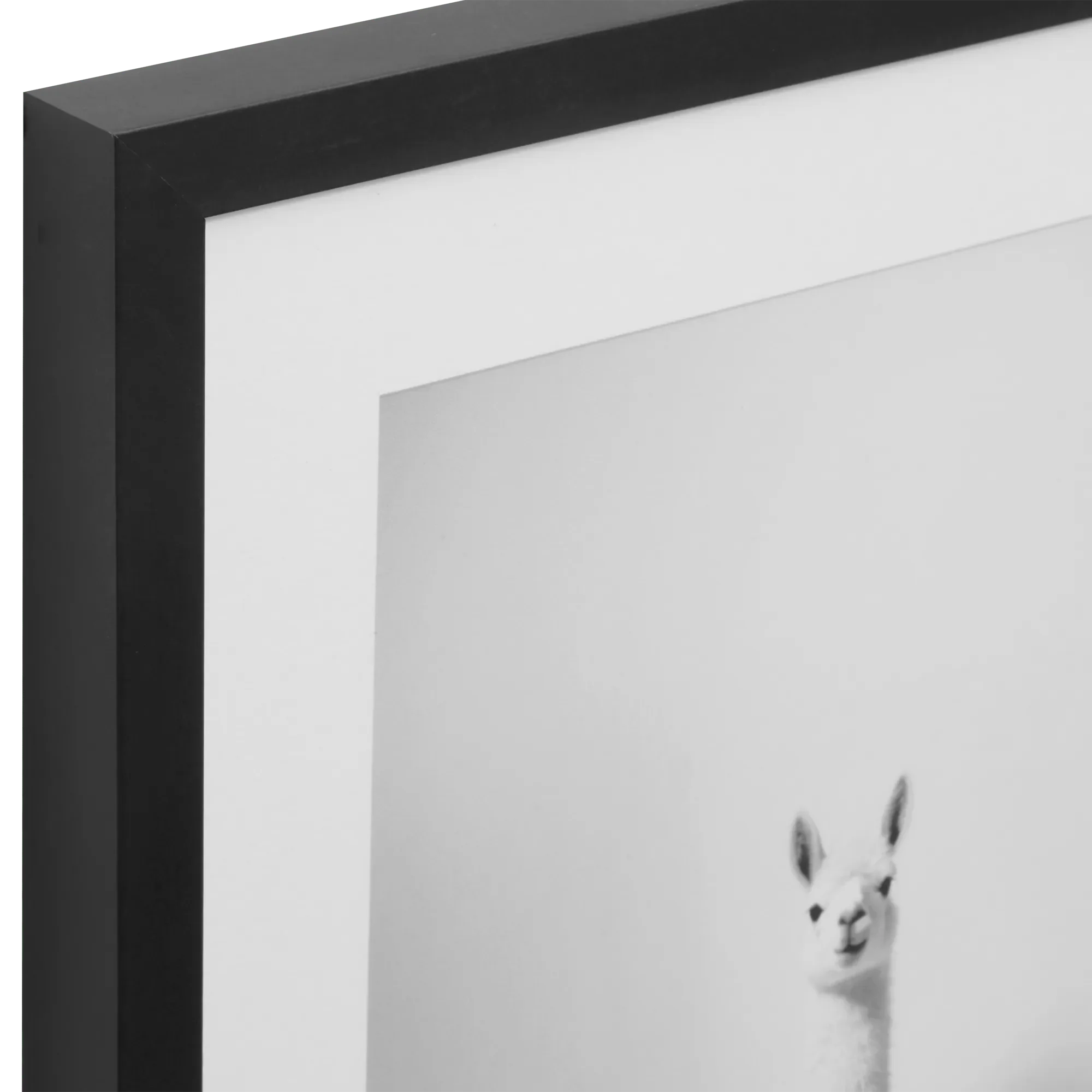 LLama in Bathtub Printed Framed Canvas - Image 2