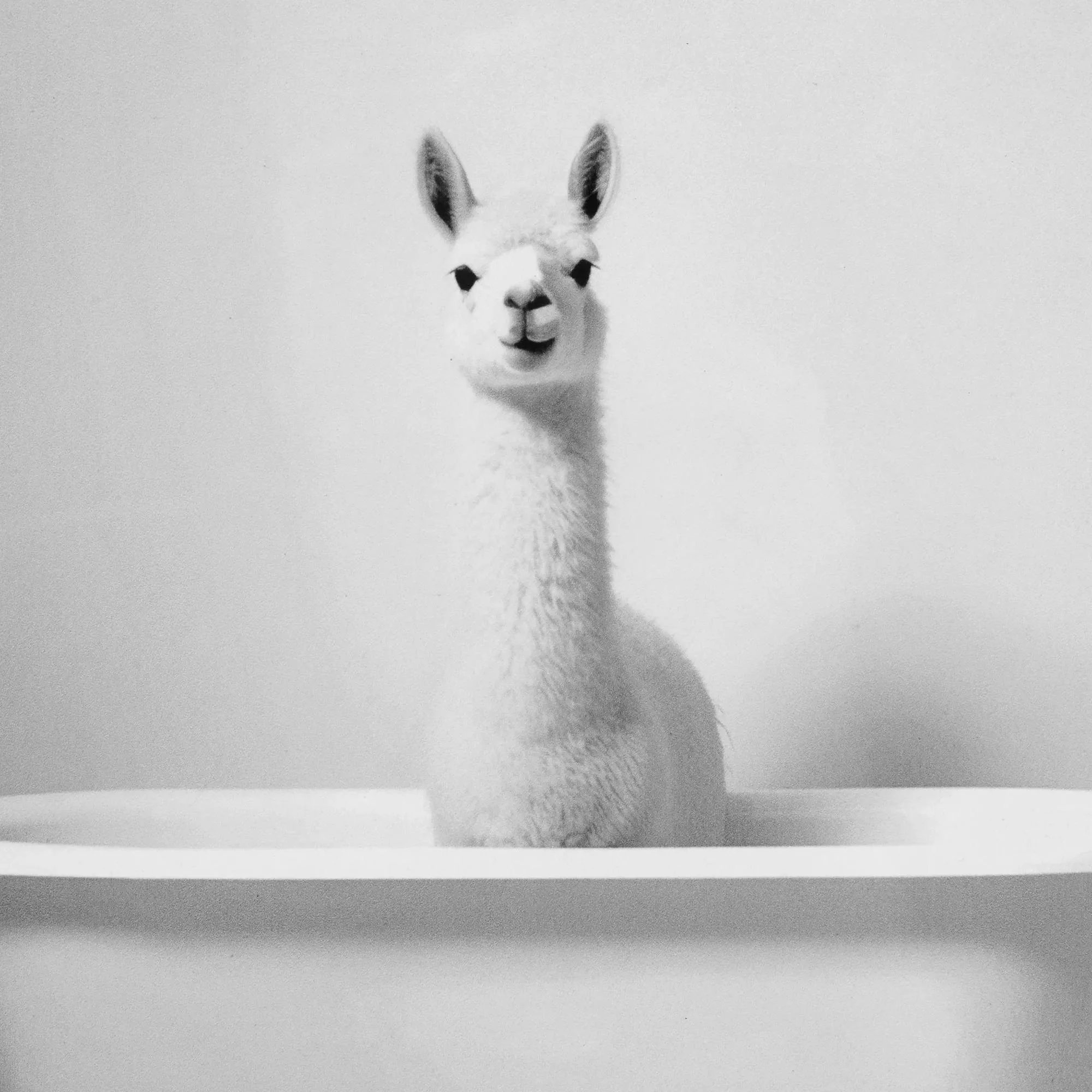 LLama in Bathtub Printed Framed Canvas - Image 3