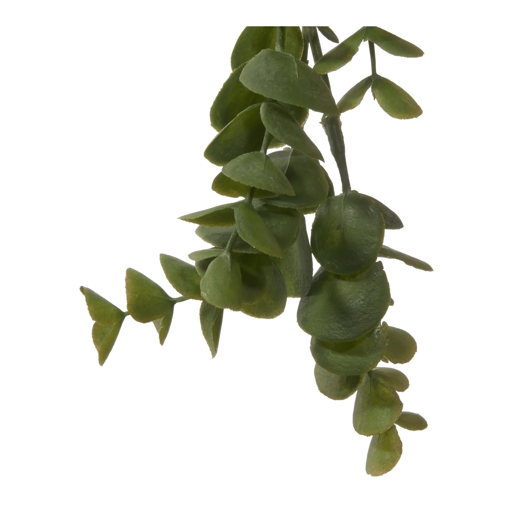 Long Eucalyptus in Ceramic Ribbed Pot - Image 3