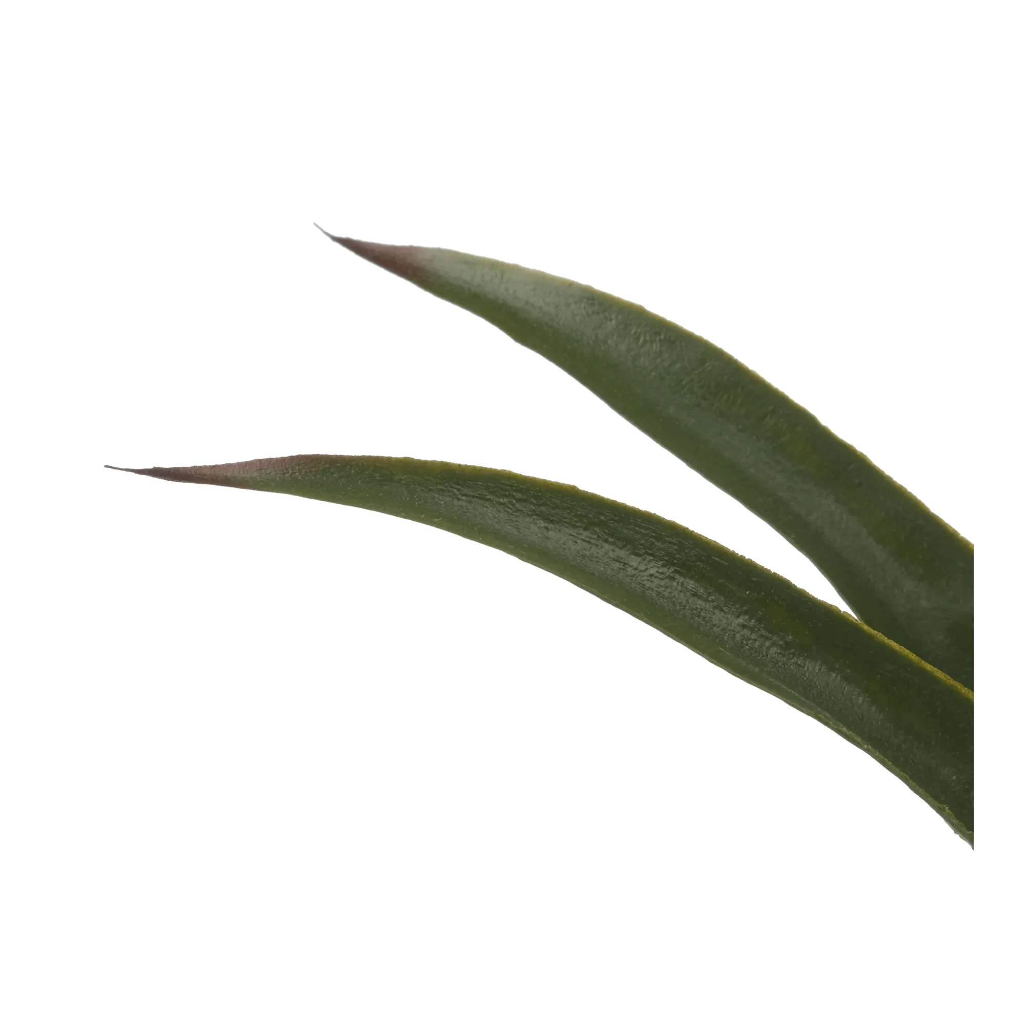 Marginata Plant in Resin Pot - Image 3