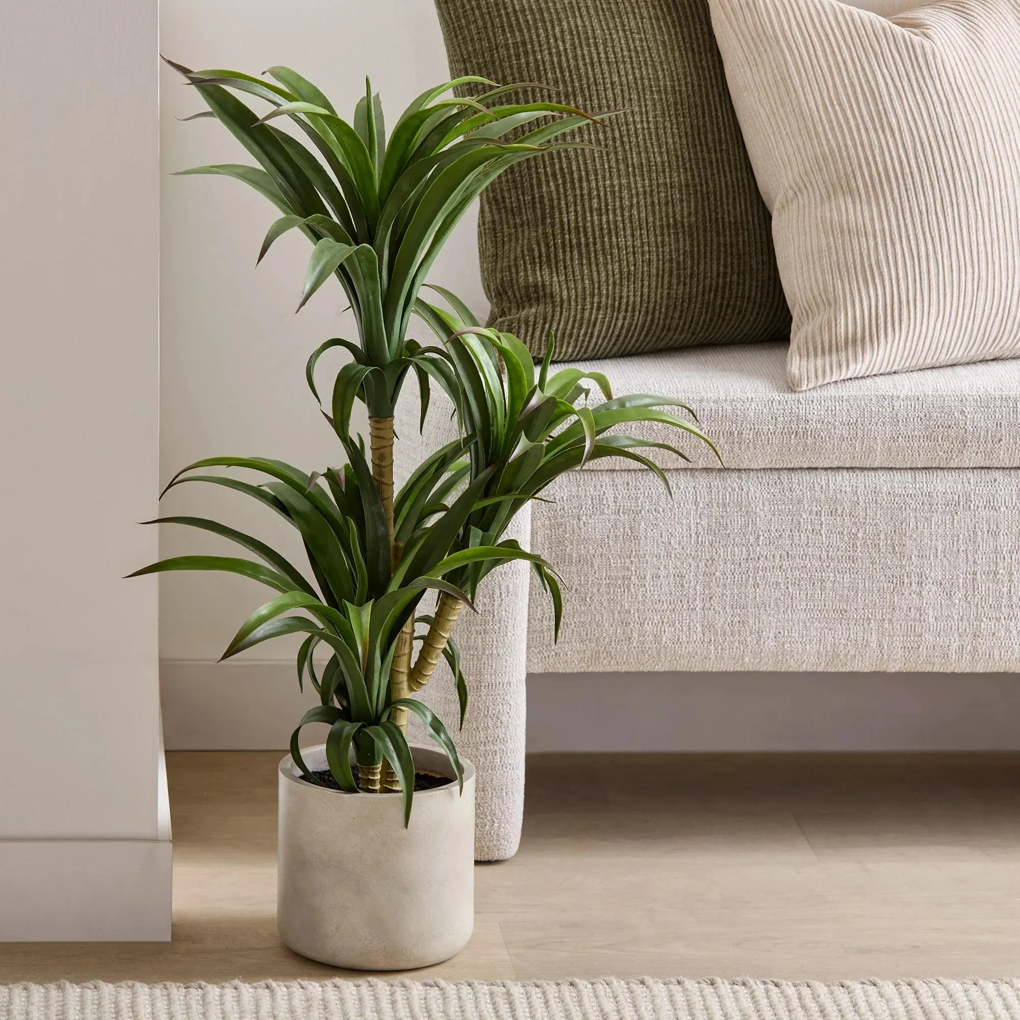 Marginata Plant in Resin Pot - Image 4