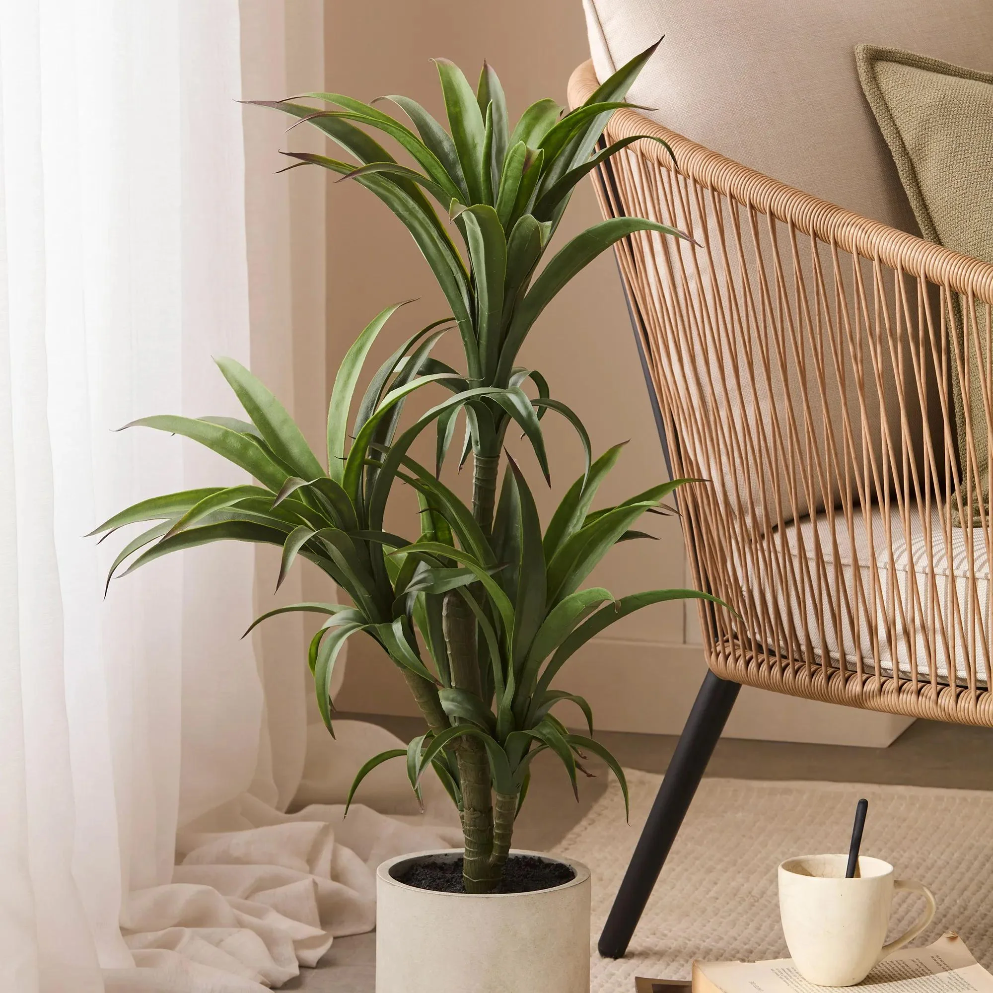 Marginata Plant in Resin Pot - Image 8