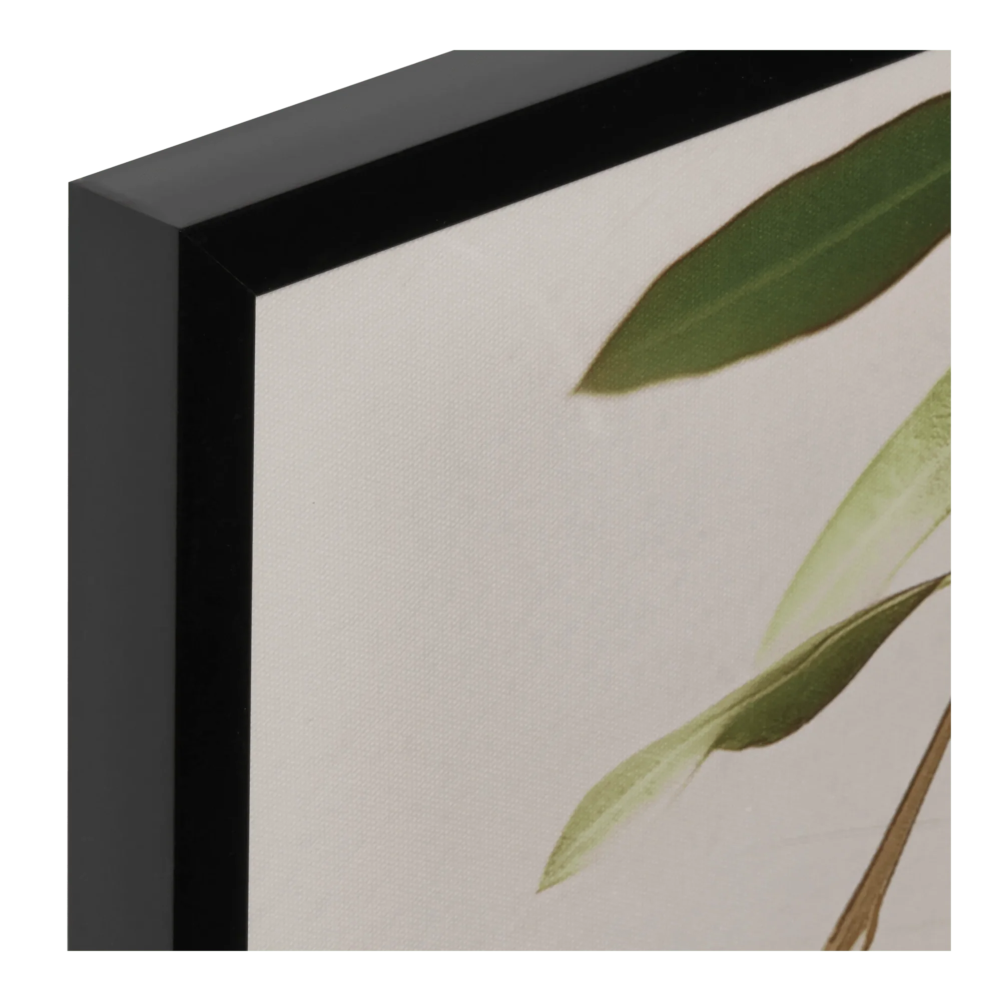 Olive Branch Printed Framed Art Under glass - Image 3