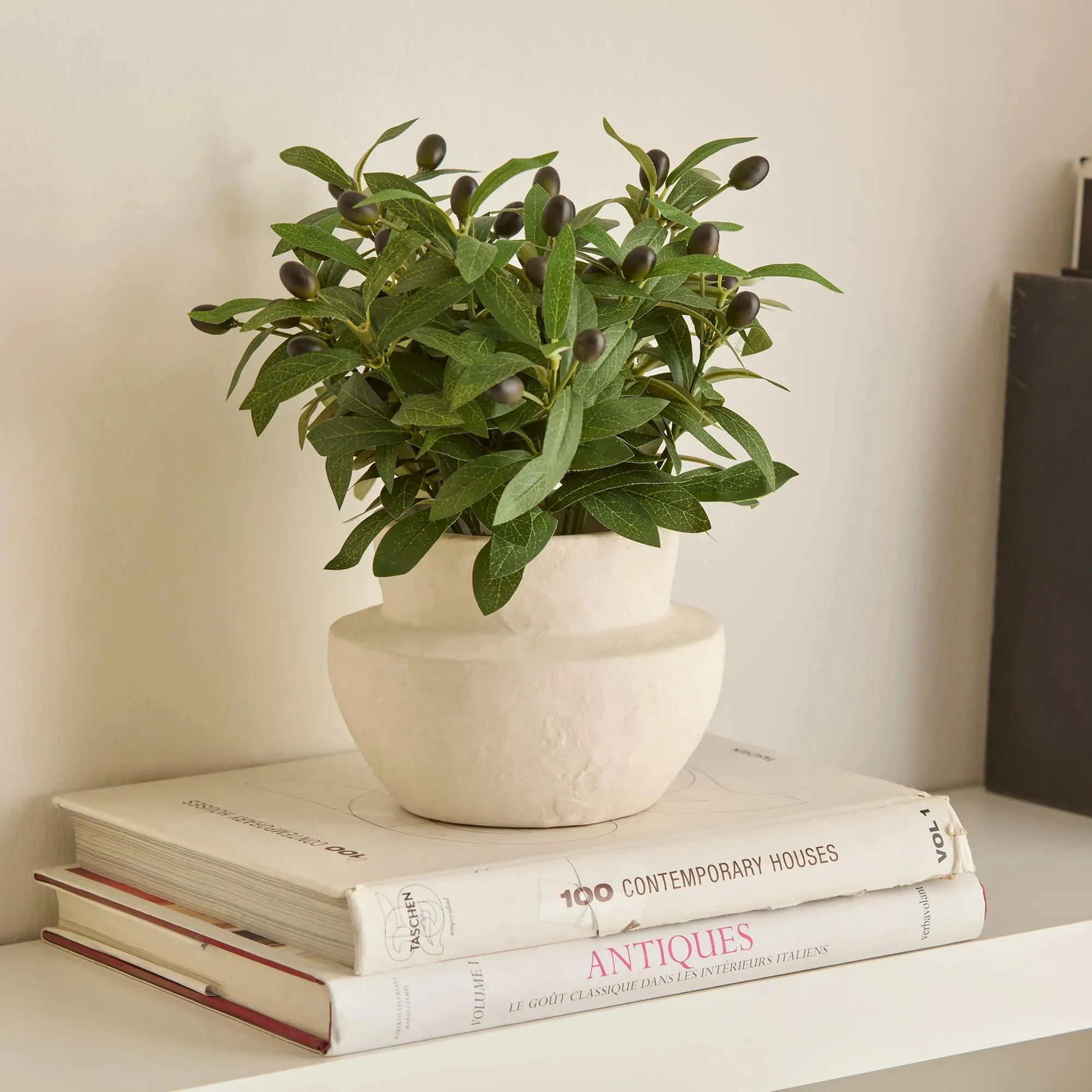 Olive Plant in Ceramic Pot - Image 2