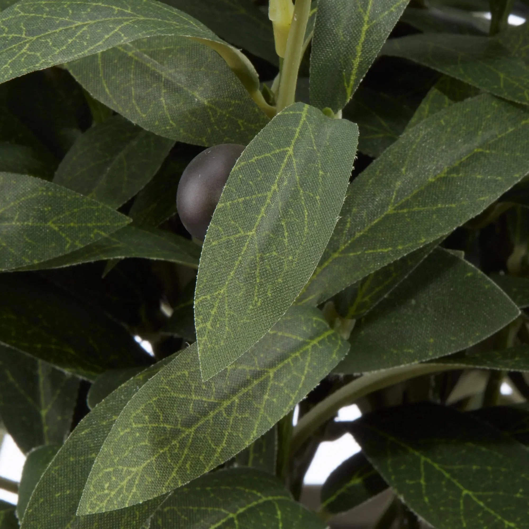Olive Plant in Ceramic Pot - Image 5