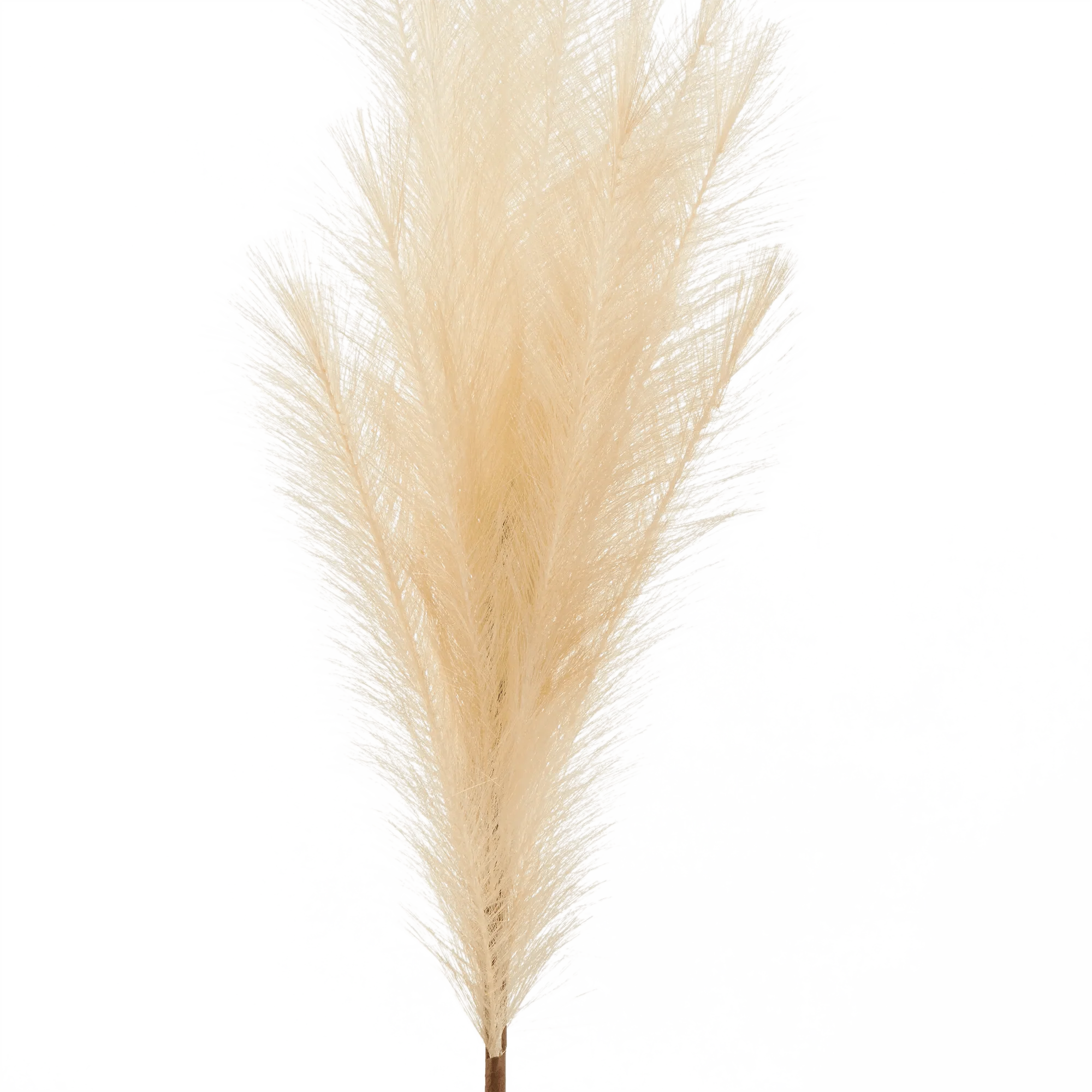 Pampas - Image 2