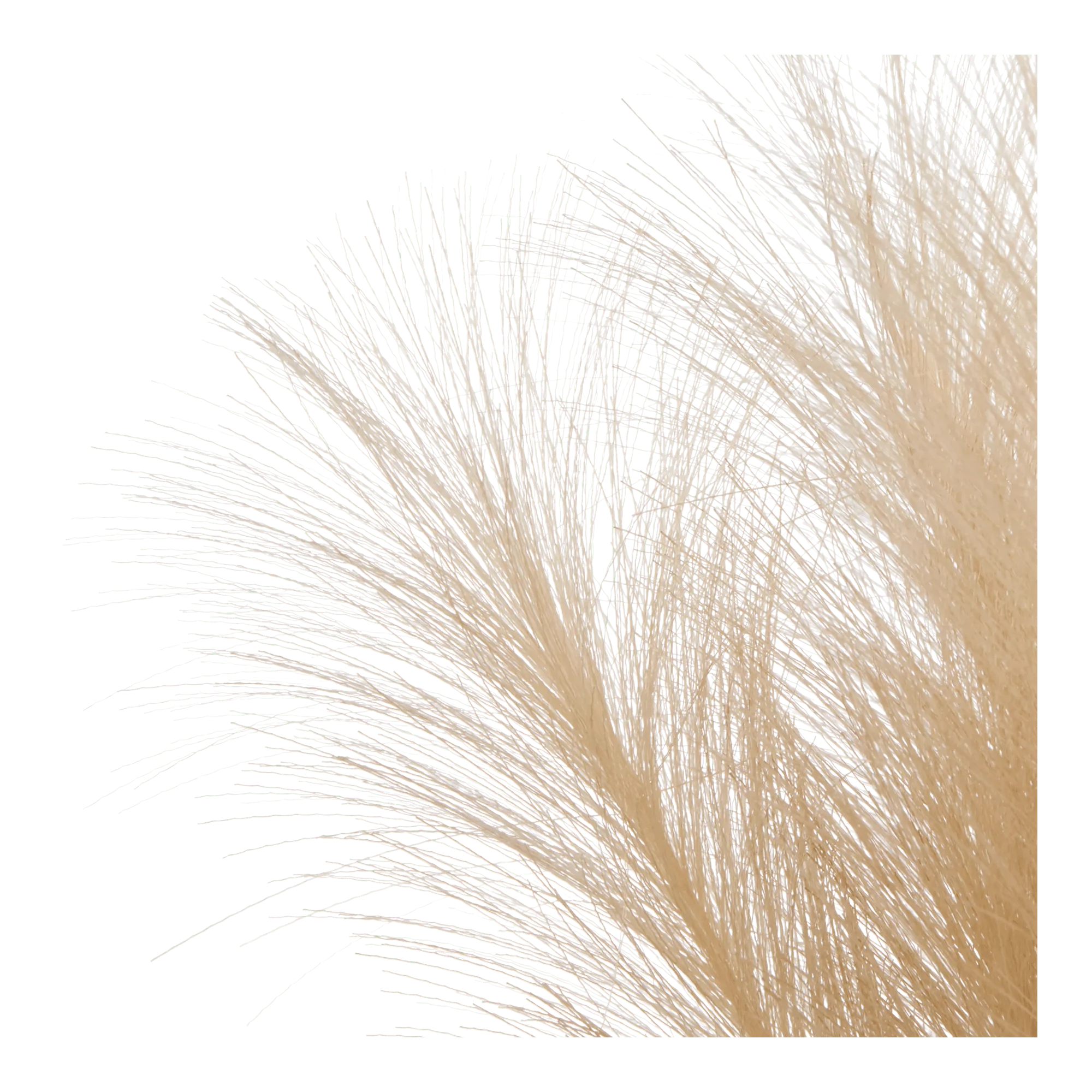 Pampas Bouquet in Vase - Image 5