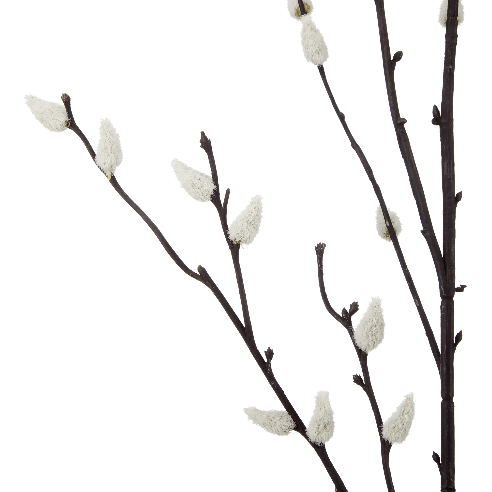 Pussy Willow Stem - Image 2