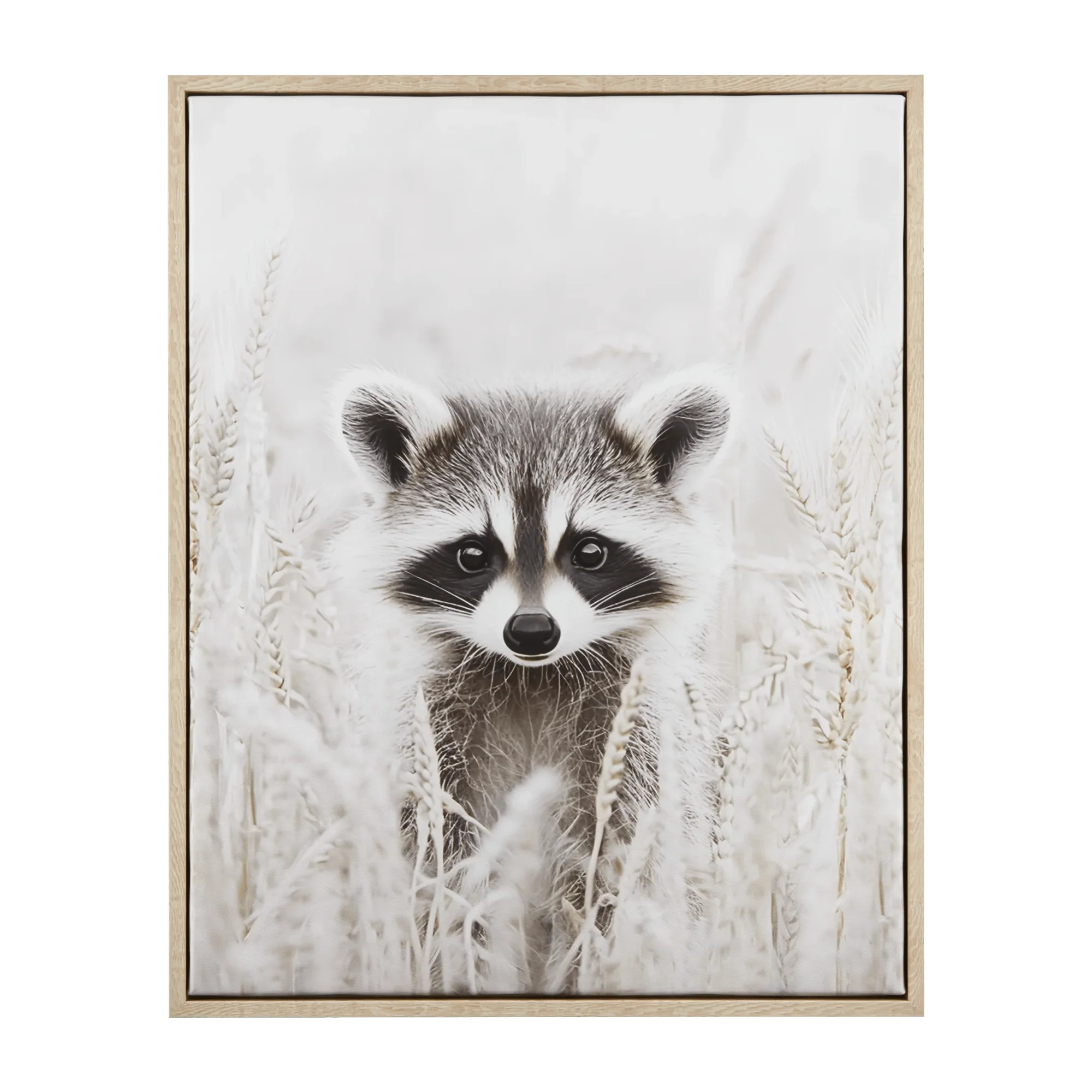 Raccoon Framed Art