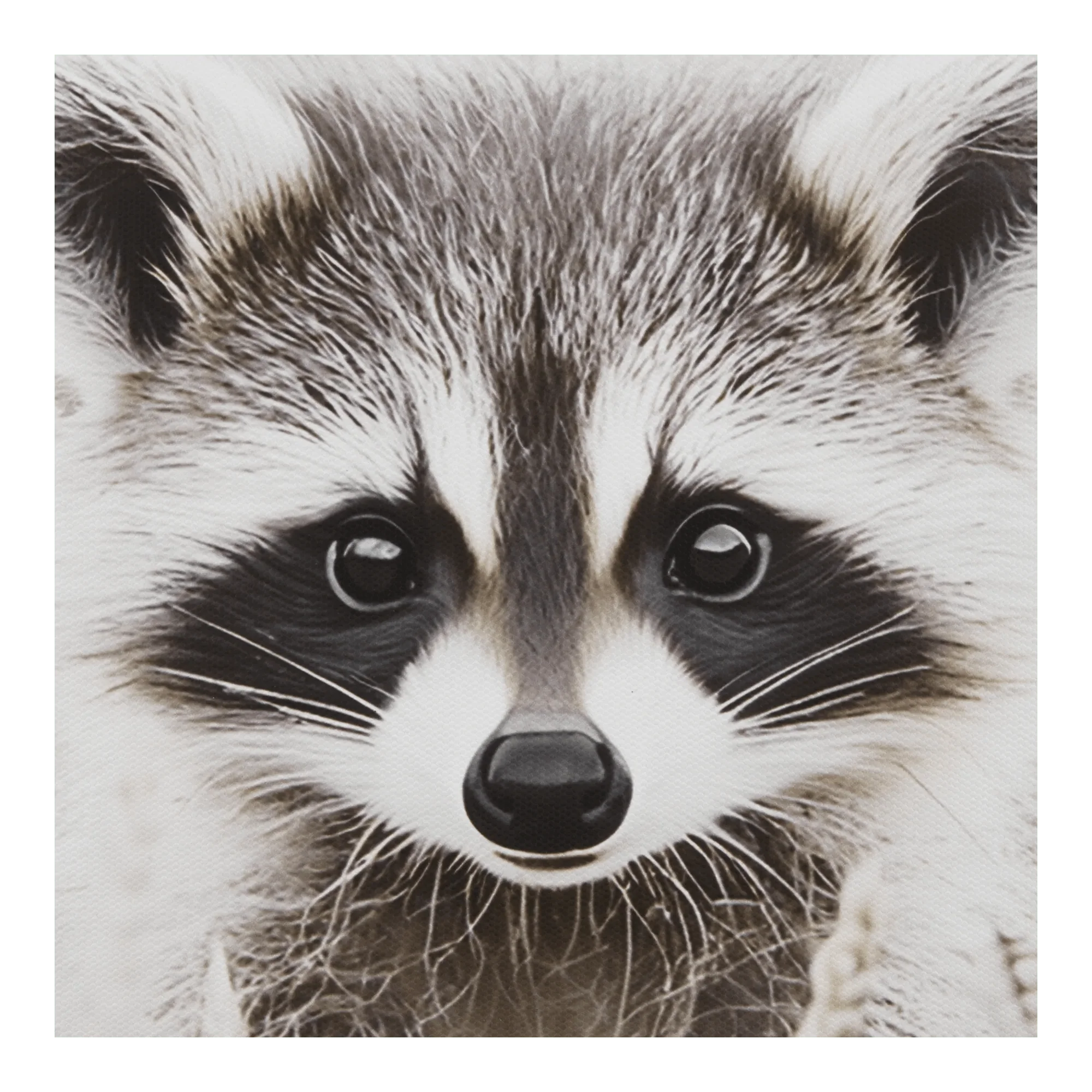 Raccoon Framed Art - Image 2