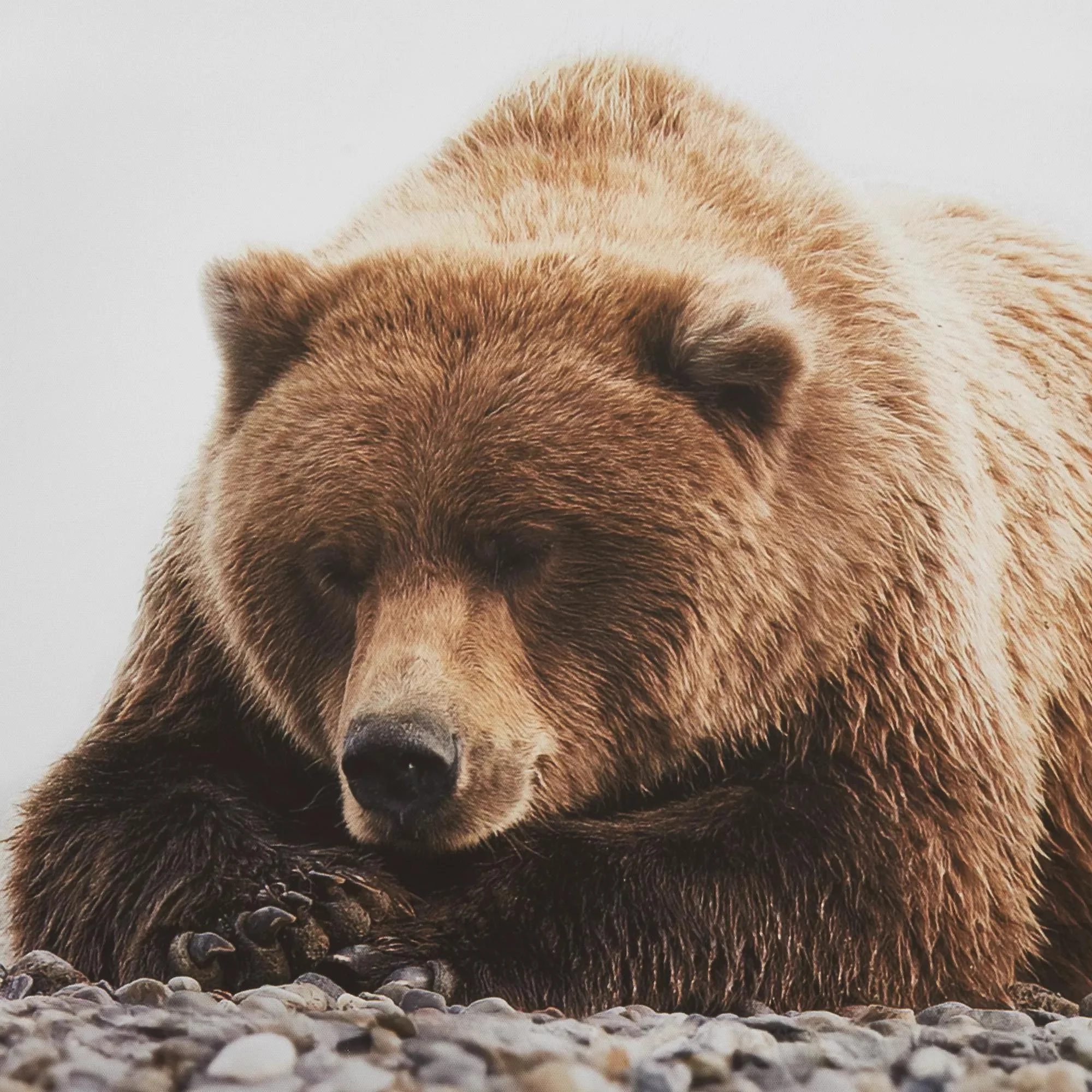 Resting Bear Framed Art - Image 2