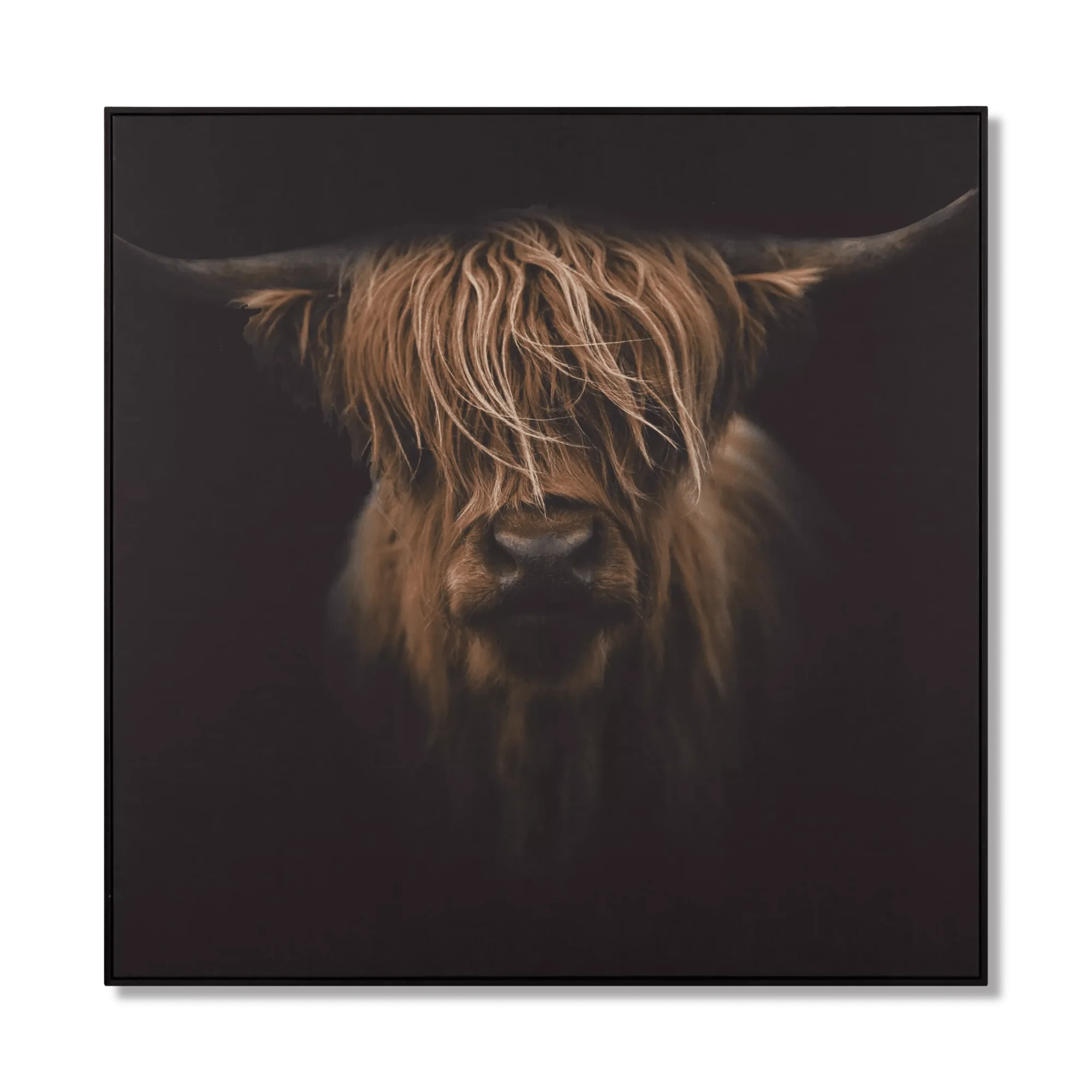 Scottish Highland Cattle Framed Printed Canvas