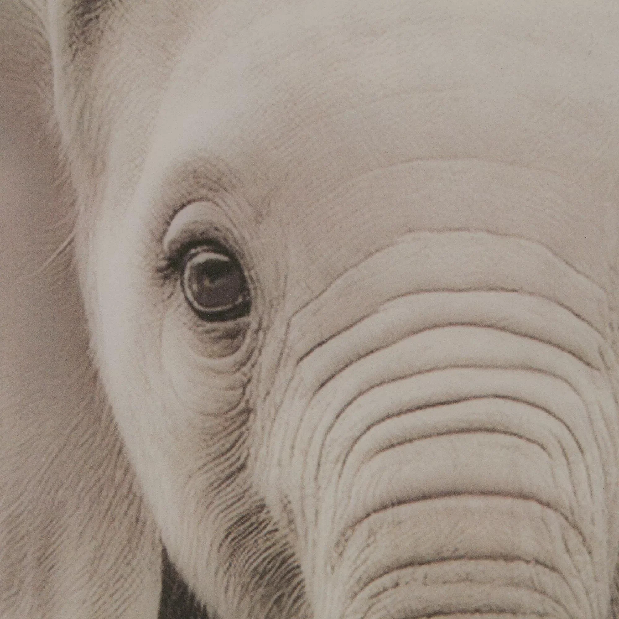 Set of 2 Animals Framed Canvases - Image 6