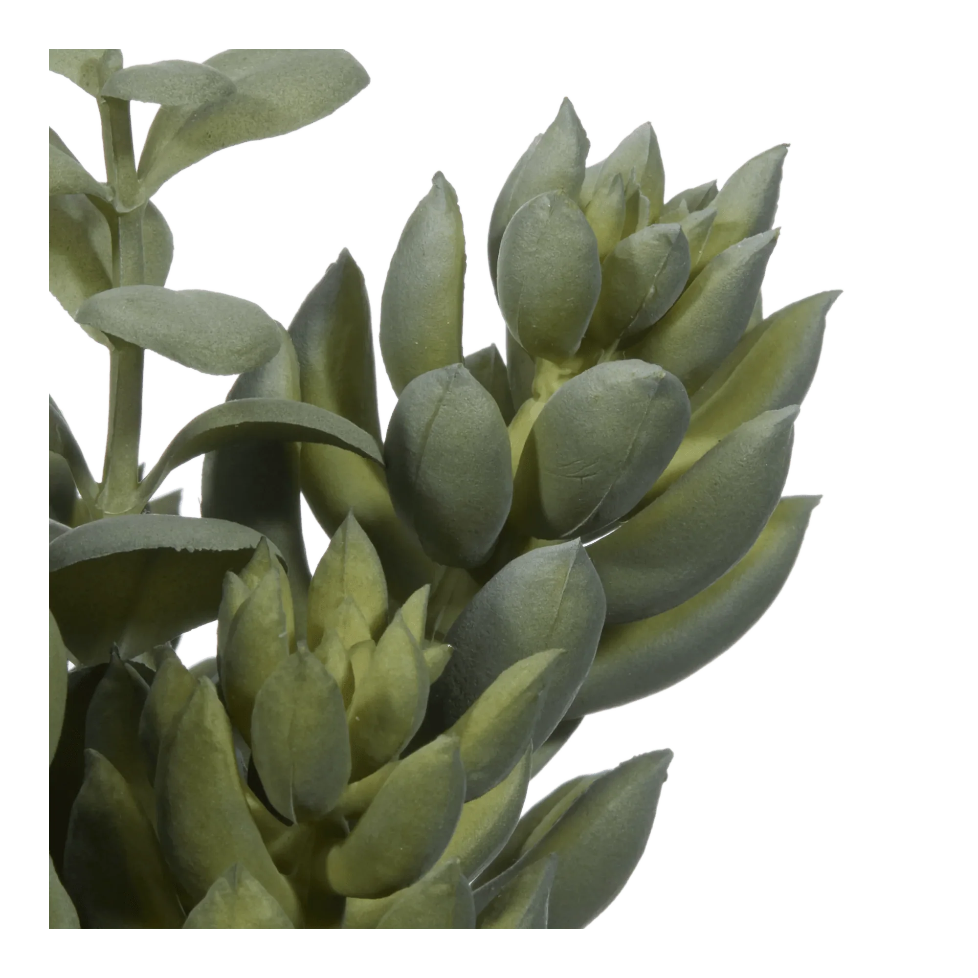 Succulant in Two Tone Pot - Image 2