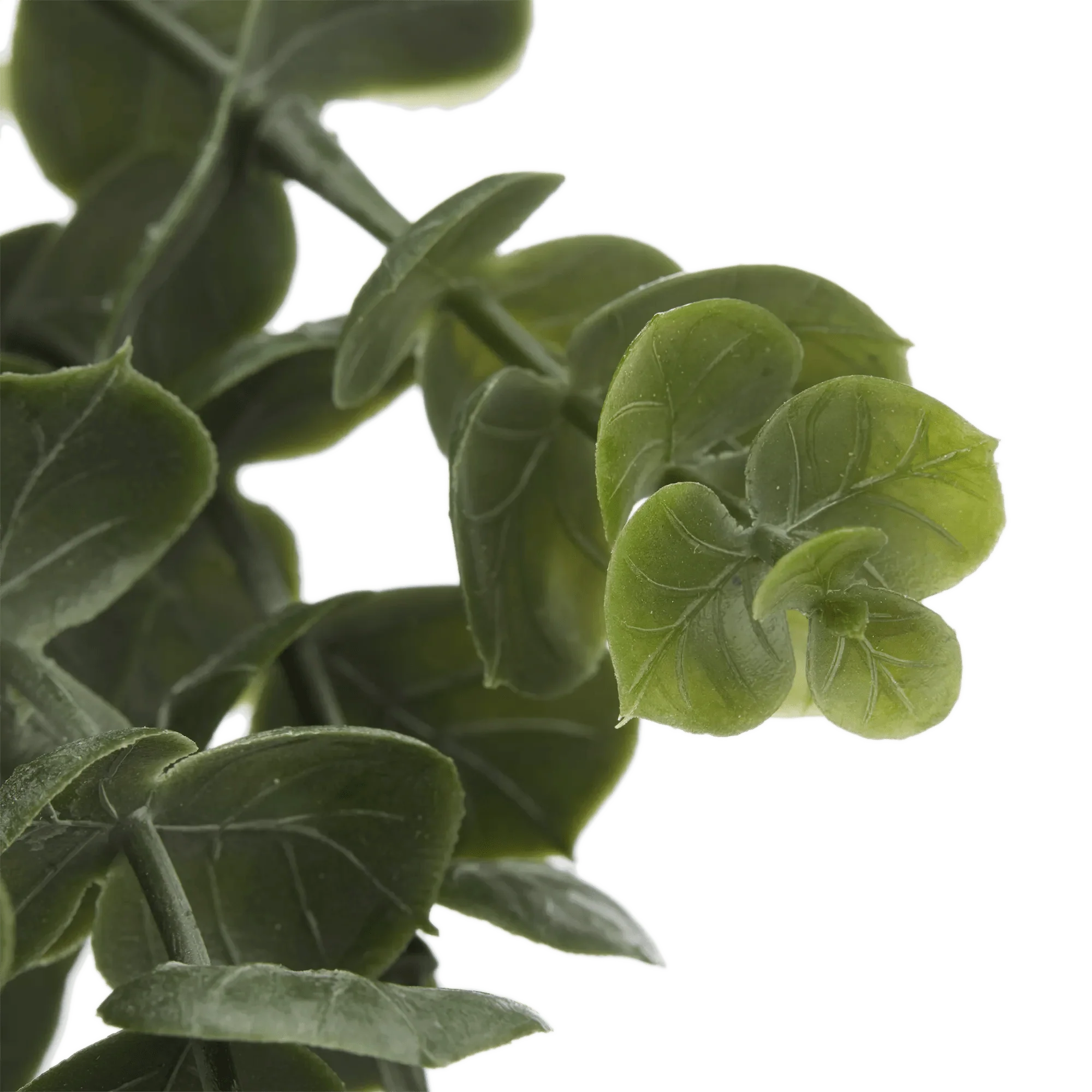Waterfall Eucalyptus in Black Pot - Image 3