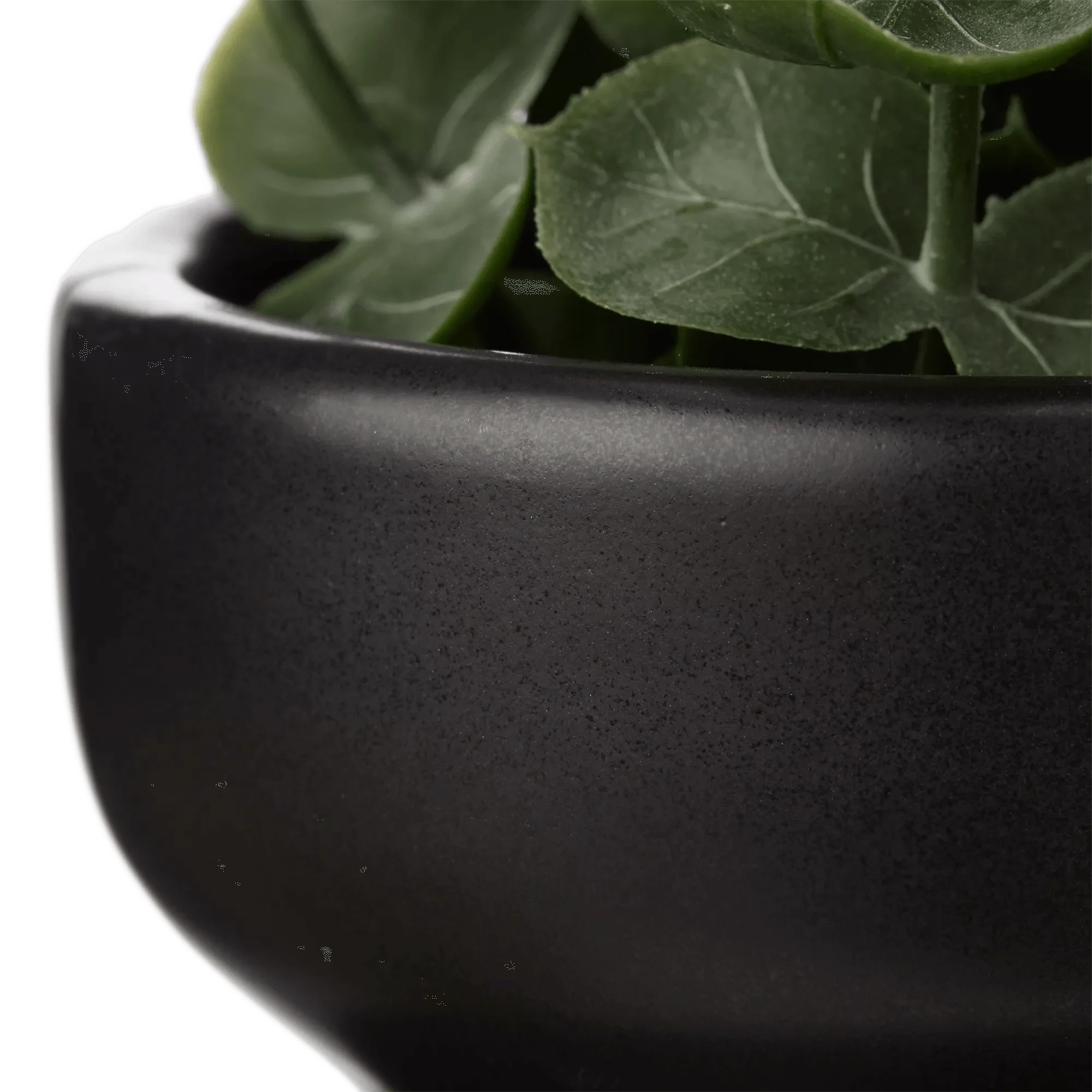 Waterfall Eucalyptus in Black Pot - Image 5