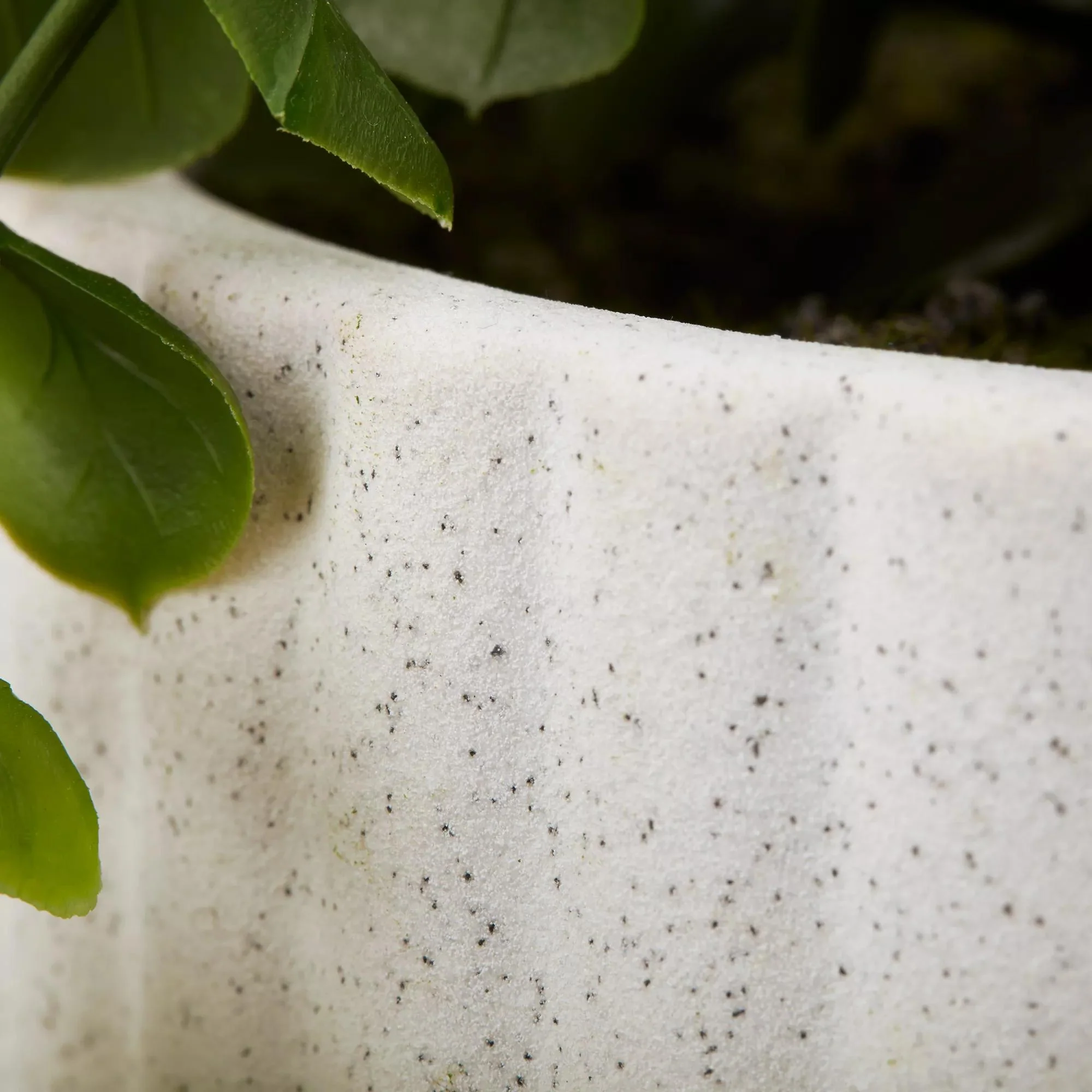 Waterfall Eucalyptus in White Hourglass Pot - Image 4